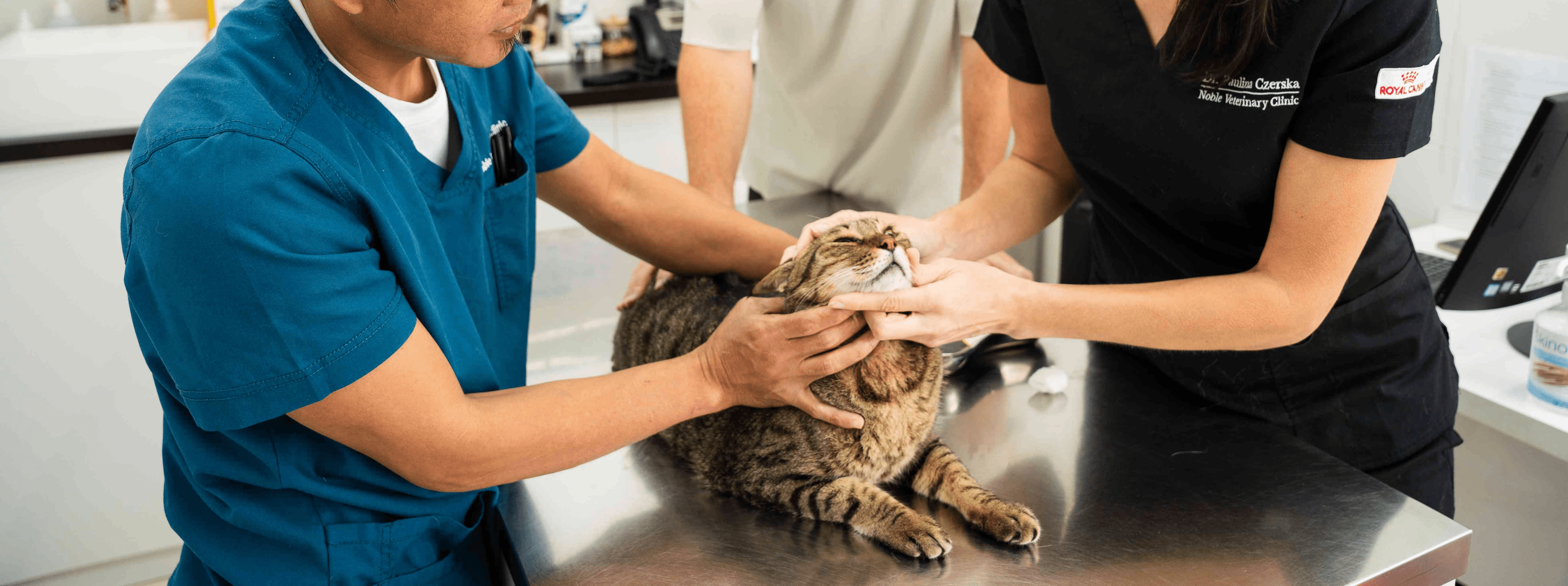 Vaccination for pet