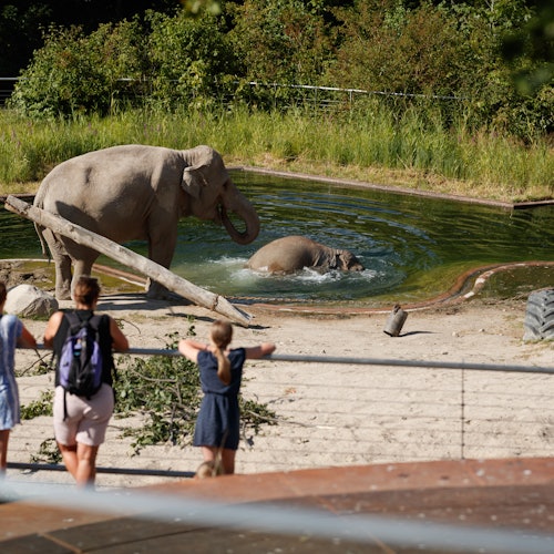 Copenhagen ZOO: Skip The Line Tickets in Frederiksberg