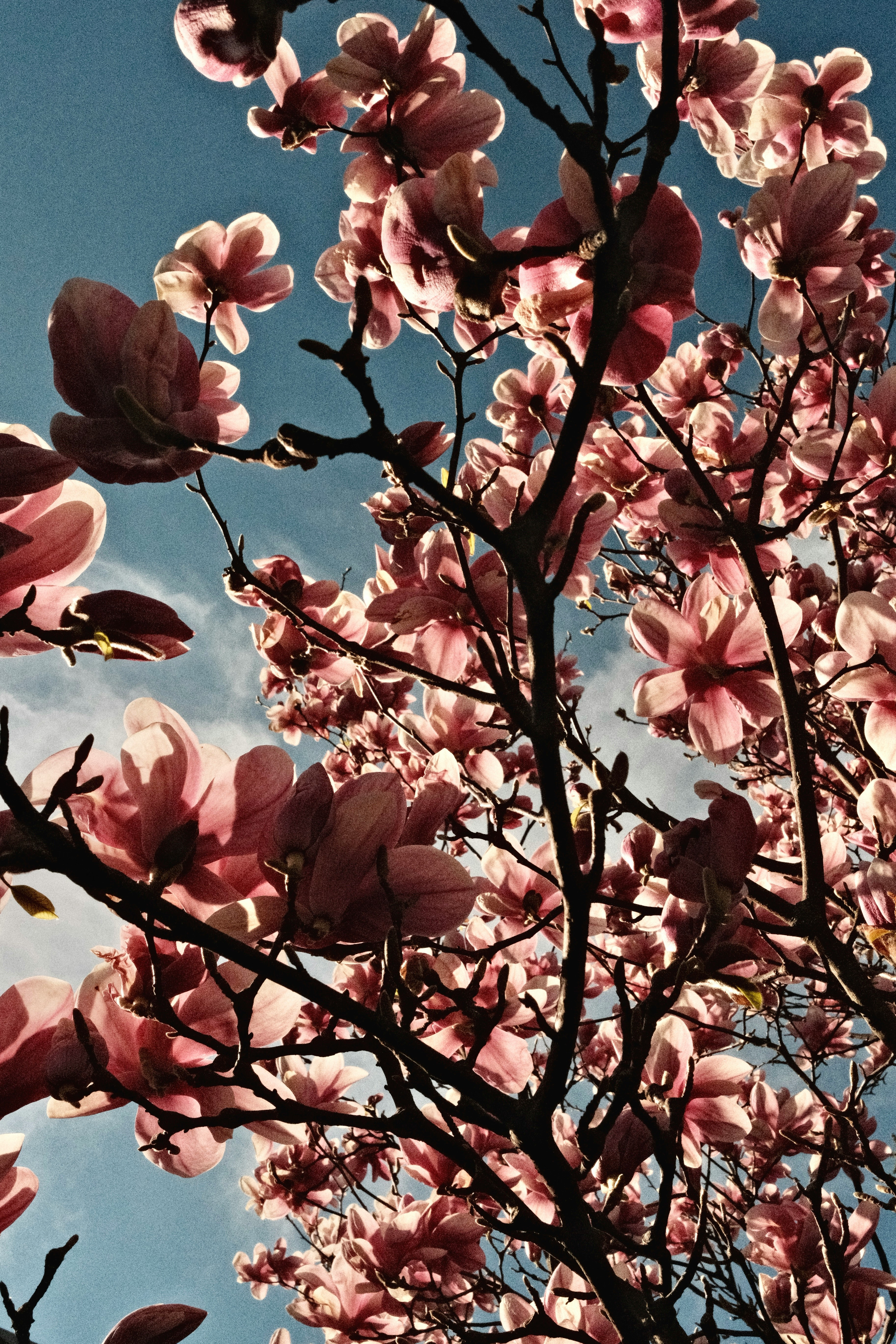 Pink magnolia blossoms against a blue sky