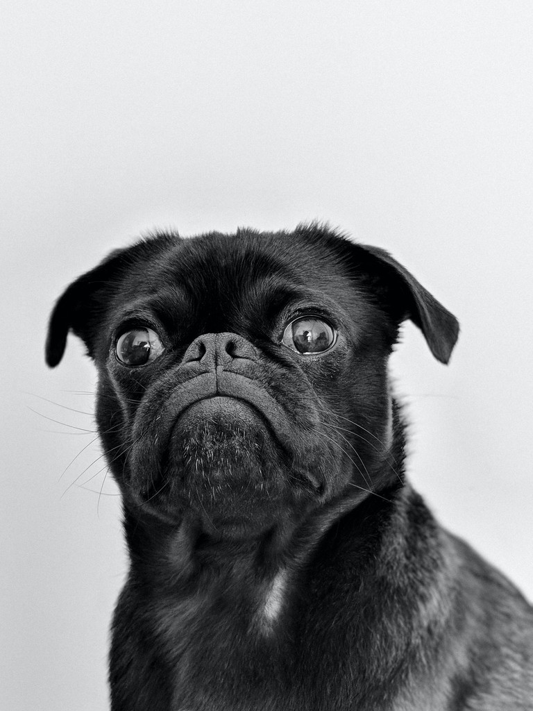 black white portrait mode showing the face of a black pug.