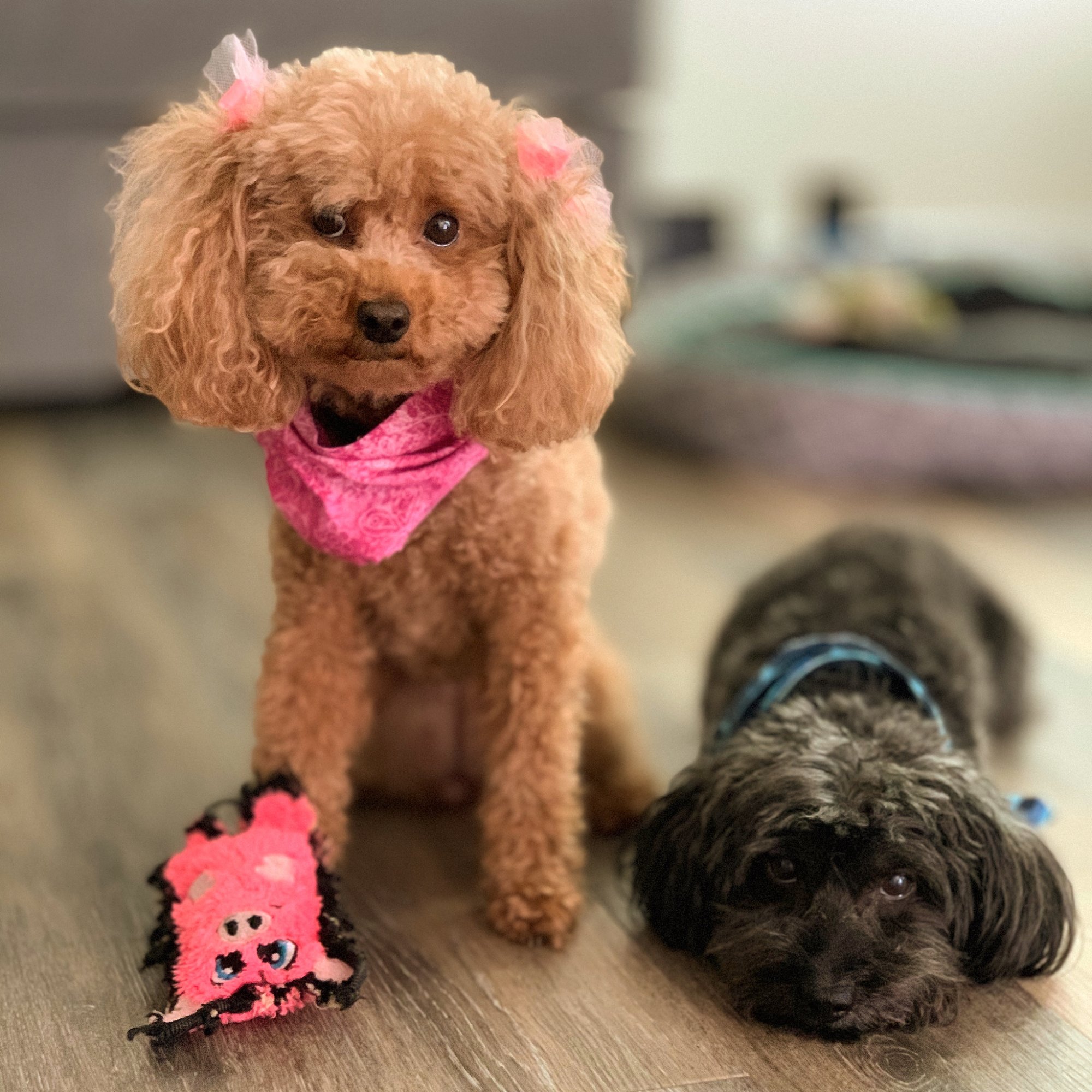 Queen and Ace, the dogs who inspired NurturedPet