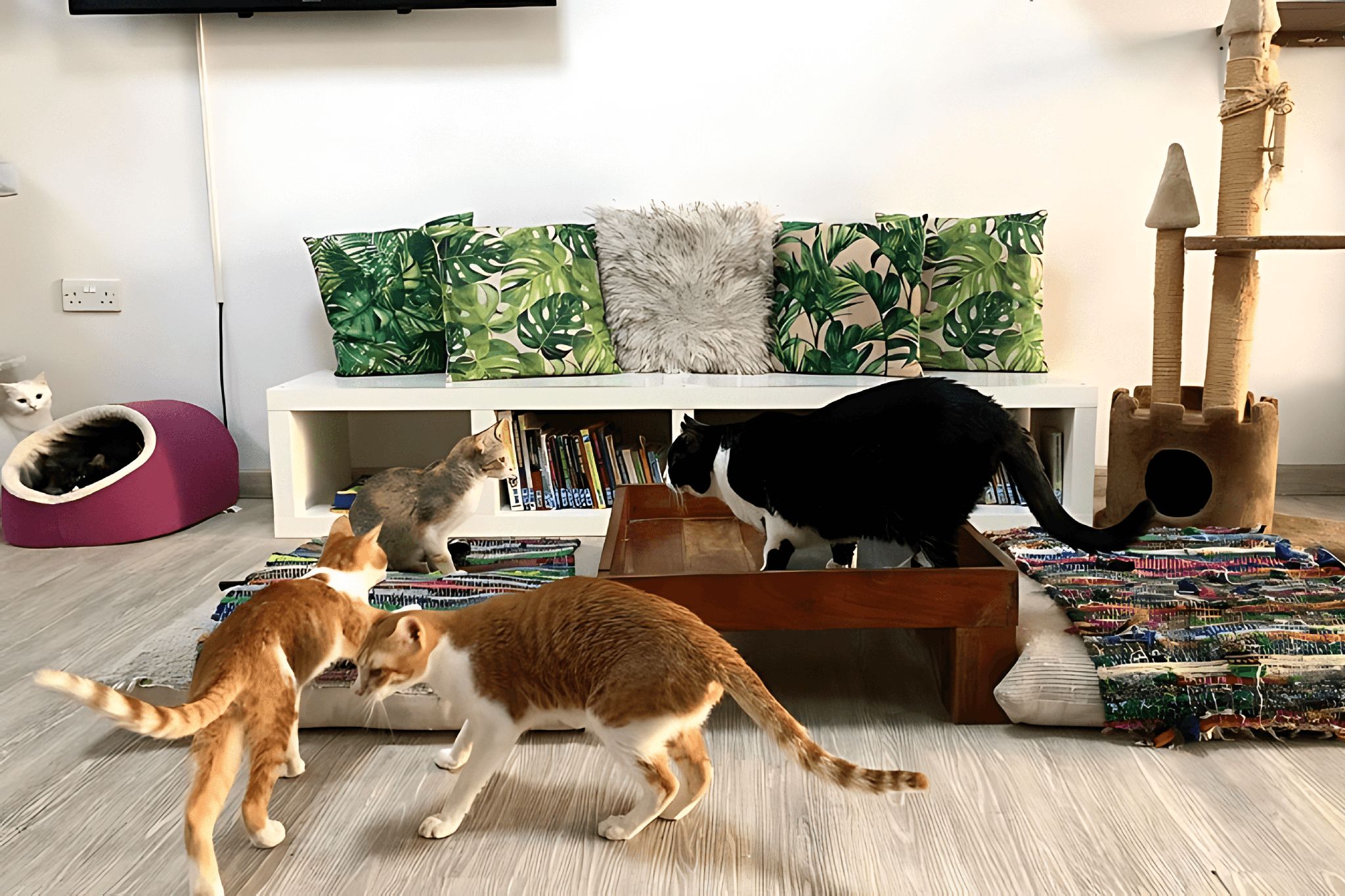 Ailuromania Cat Cafe