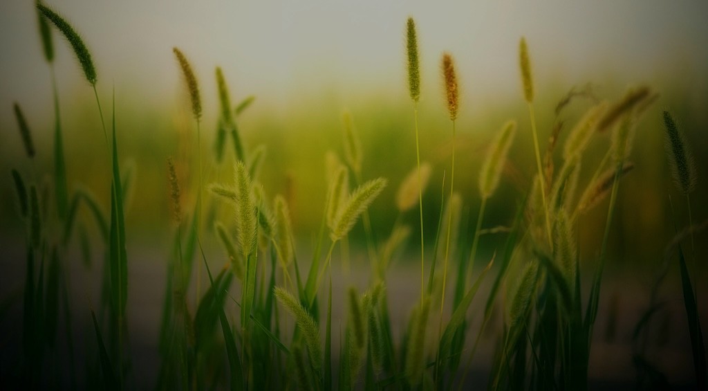 Image of grass