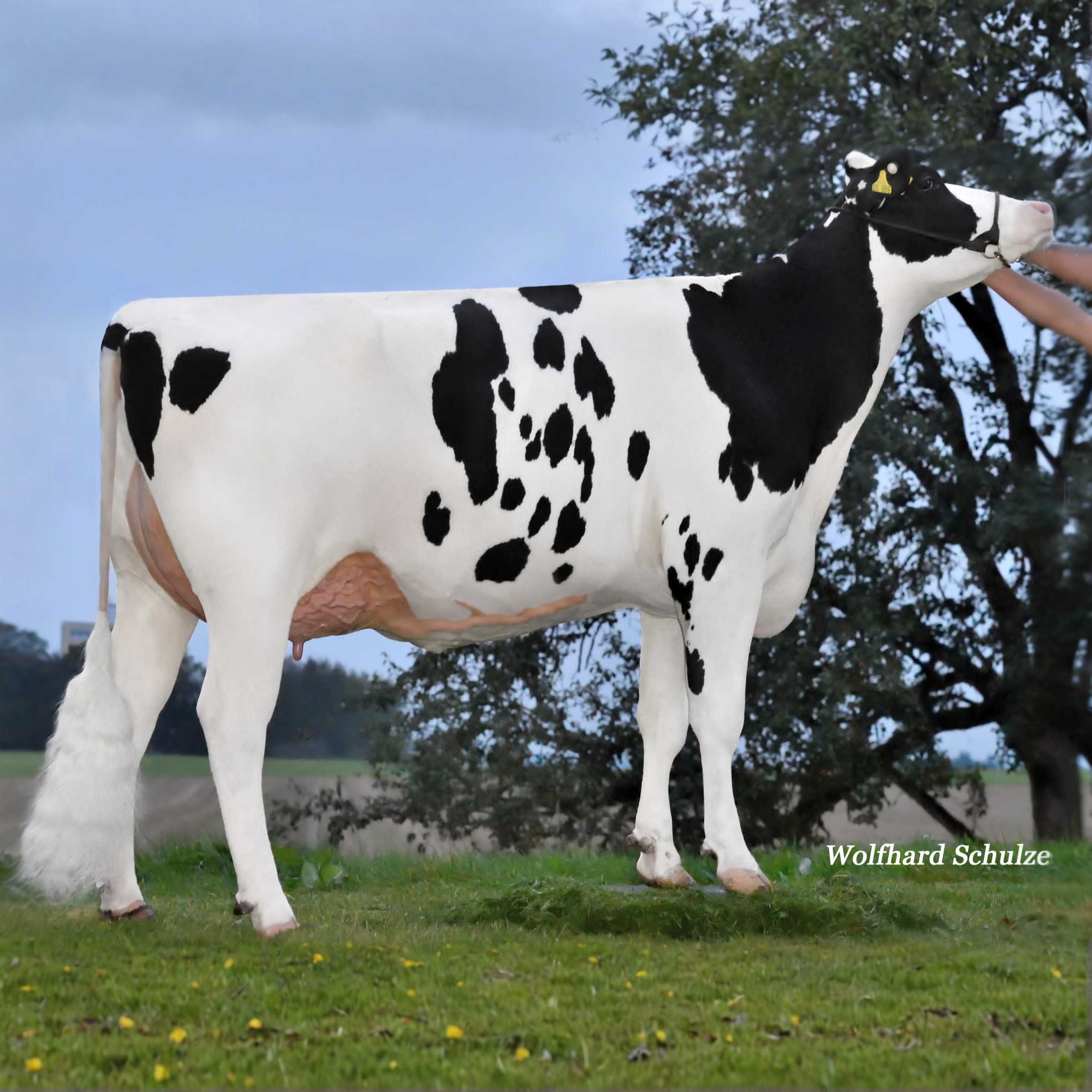 Milchviezucht in Villingen