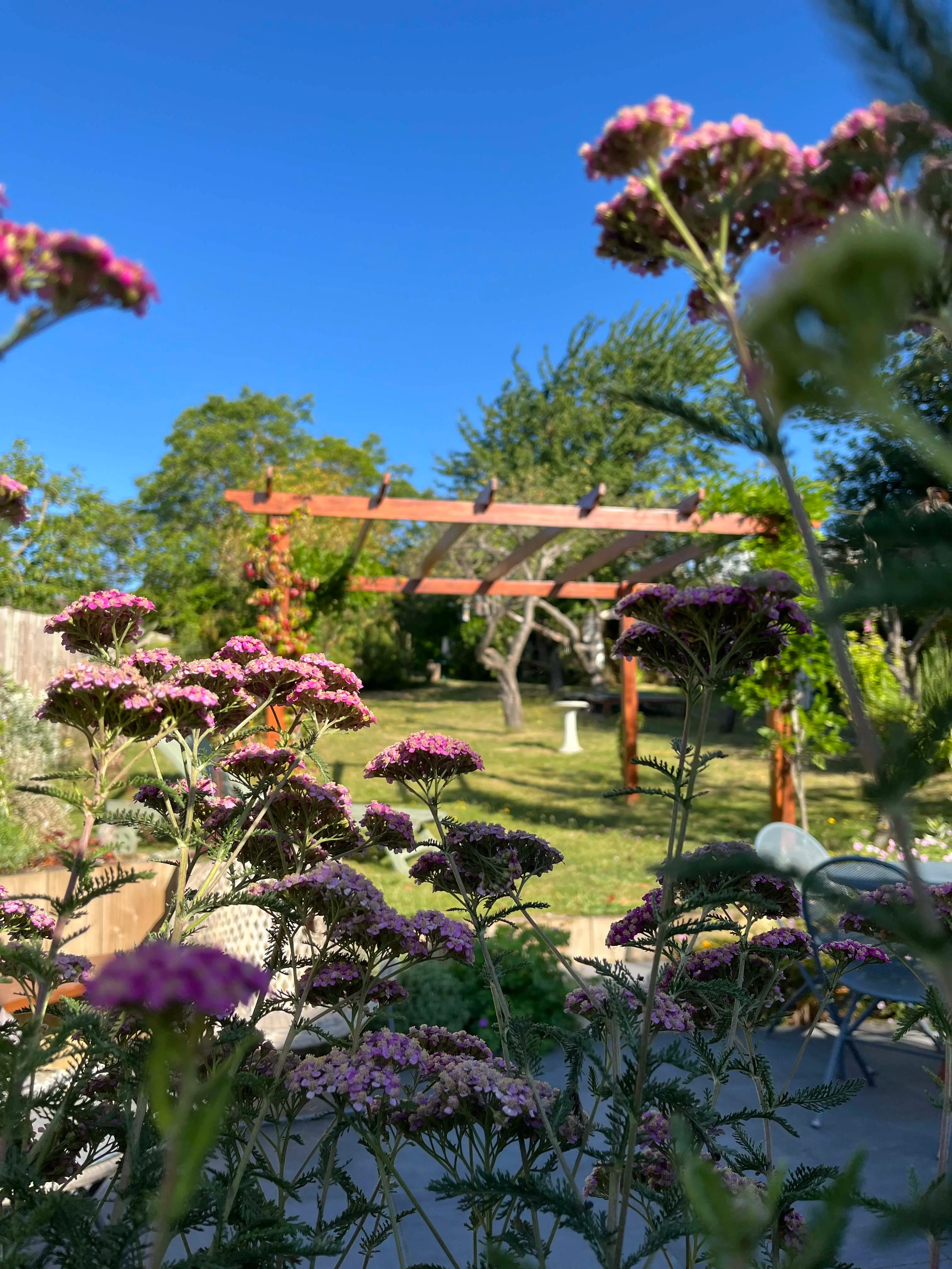 A vibrant garden scene with colorful flowers under a clear blue sky, showcasing lush greenery in the background.