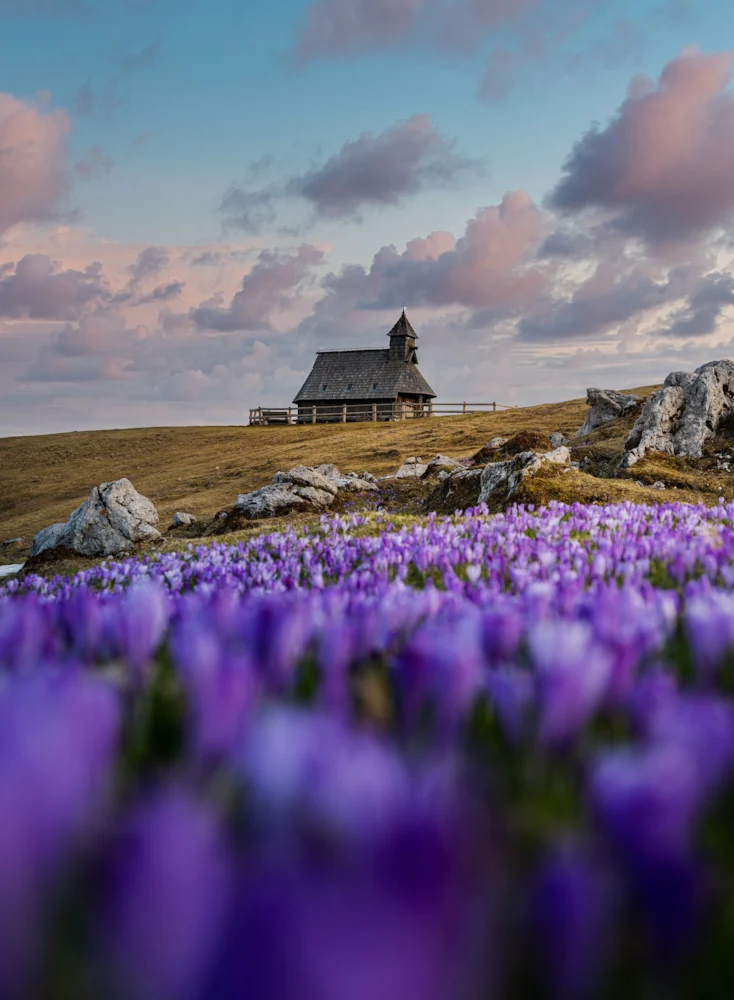 A serene landscape featuring a wooden church at Velika Planina, Slovenia, surrounded by vibrant purple crocus flower fields at sunset.