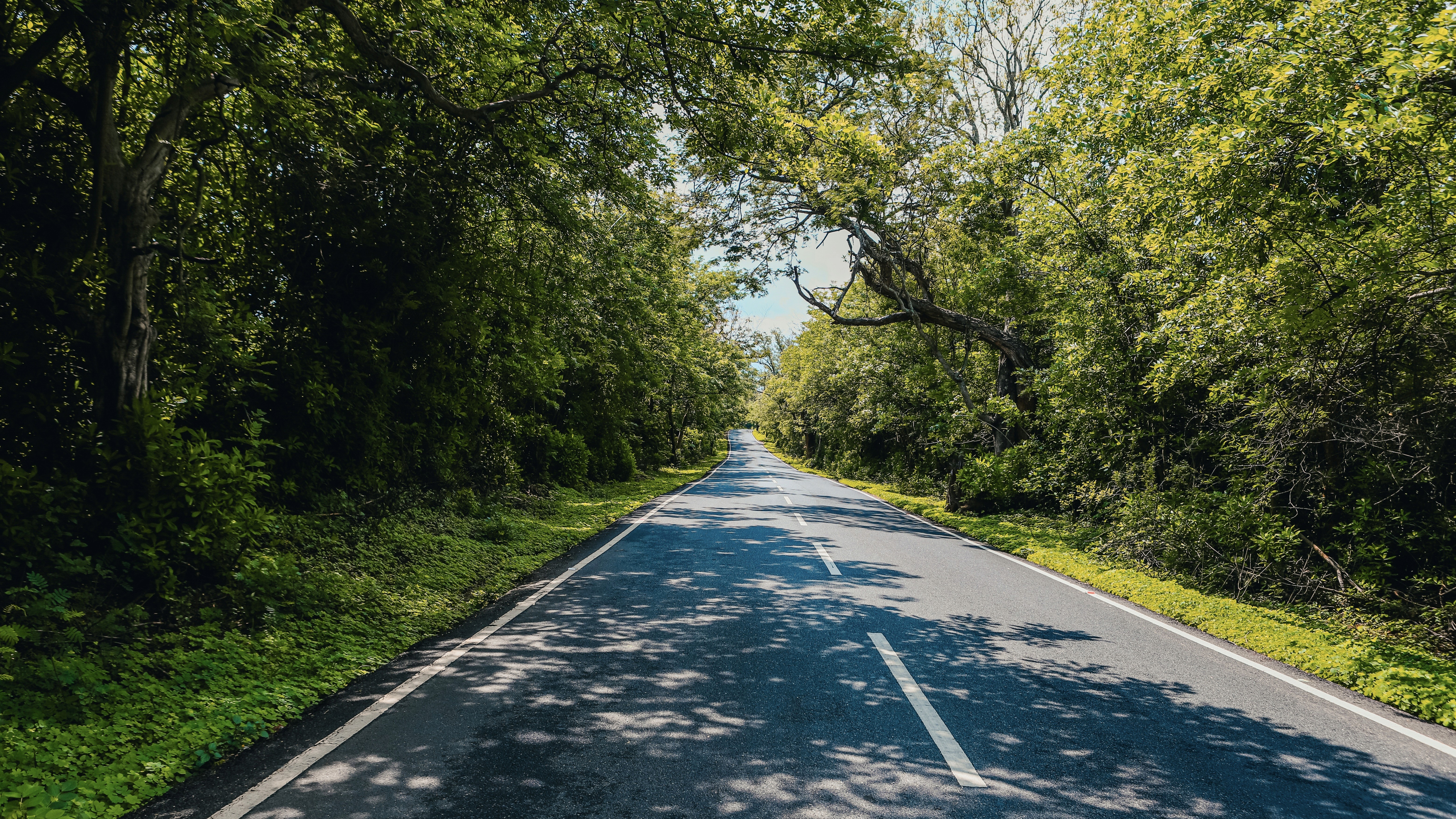 A road in Niligiri Forest