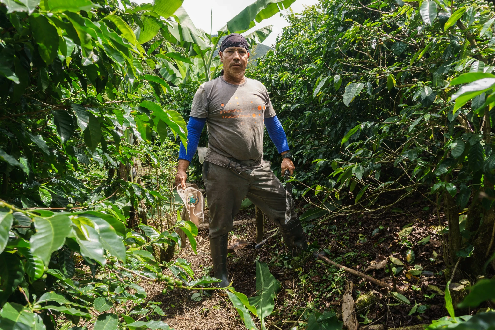 A person stands among lush green coffee plants, wearing a cap, long-sleeve shirt, and pants. They hold a bag and are surrounded by dense foliage in a rural setting. Sunlight filters through the leaves.