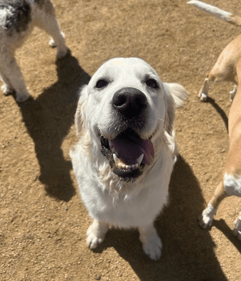 Dog looking up at the camera mid-walk with the pack