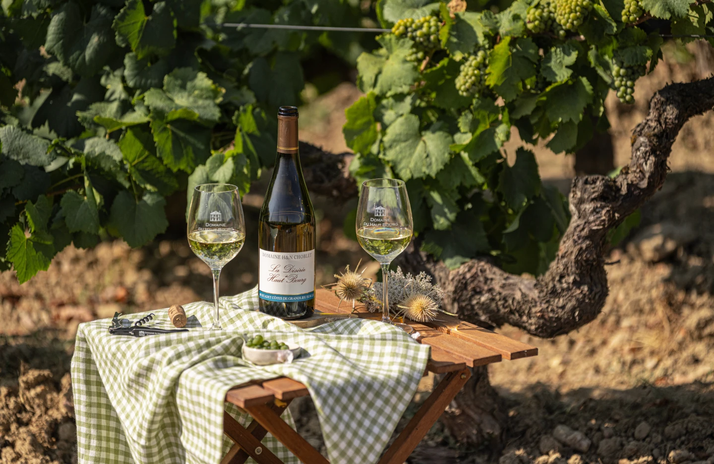 Bouteille de Muscadet et verres sur une table dressée dans les vignes