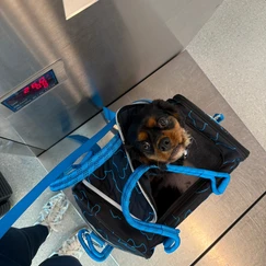 Peru showing his face from the pet carrier while they are weighting him