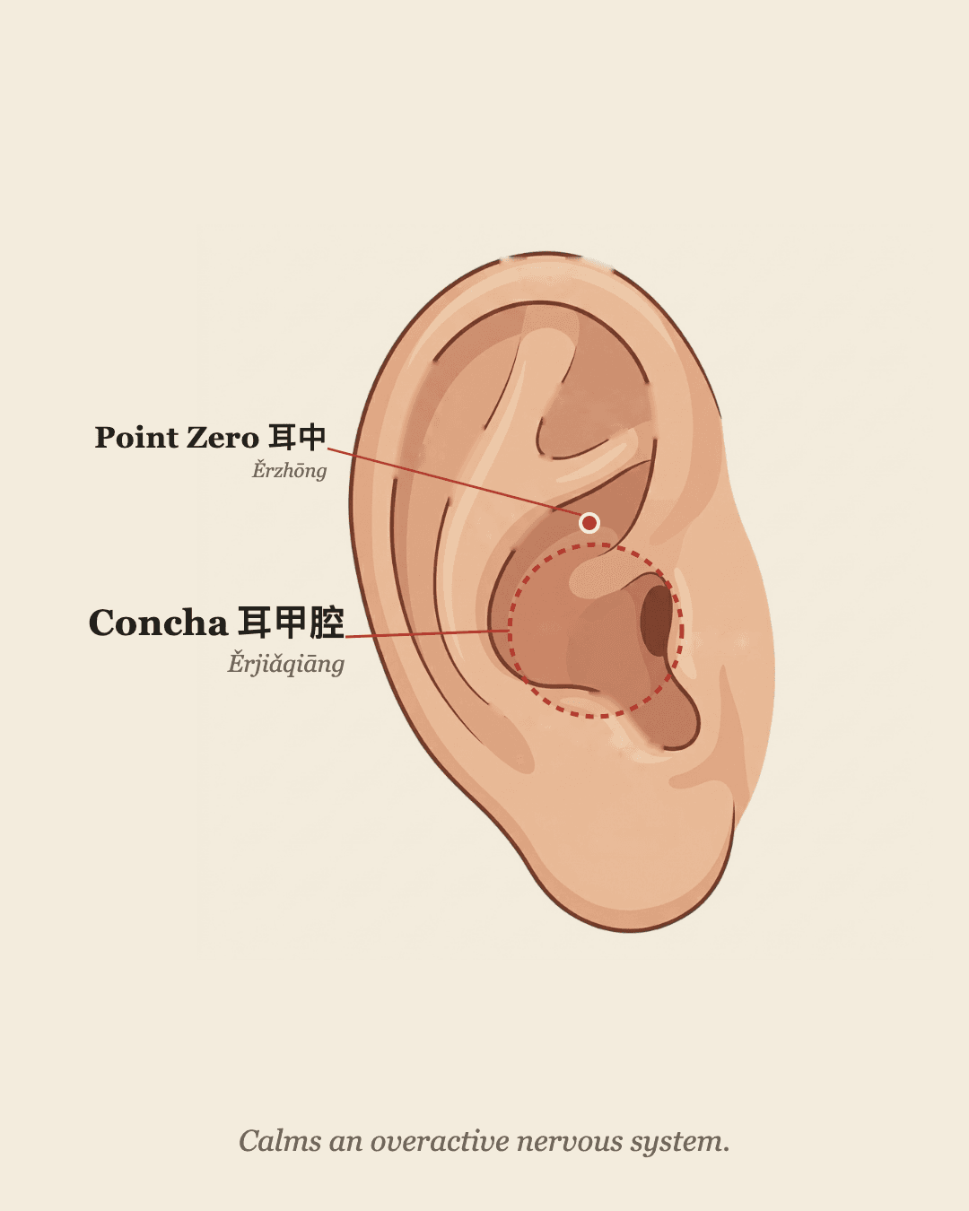 Vagus nerve acupressure point on the ear concha