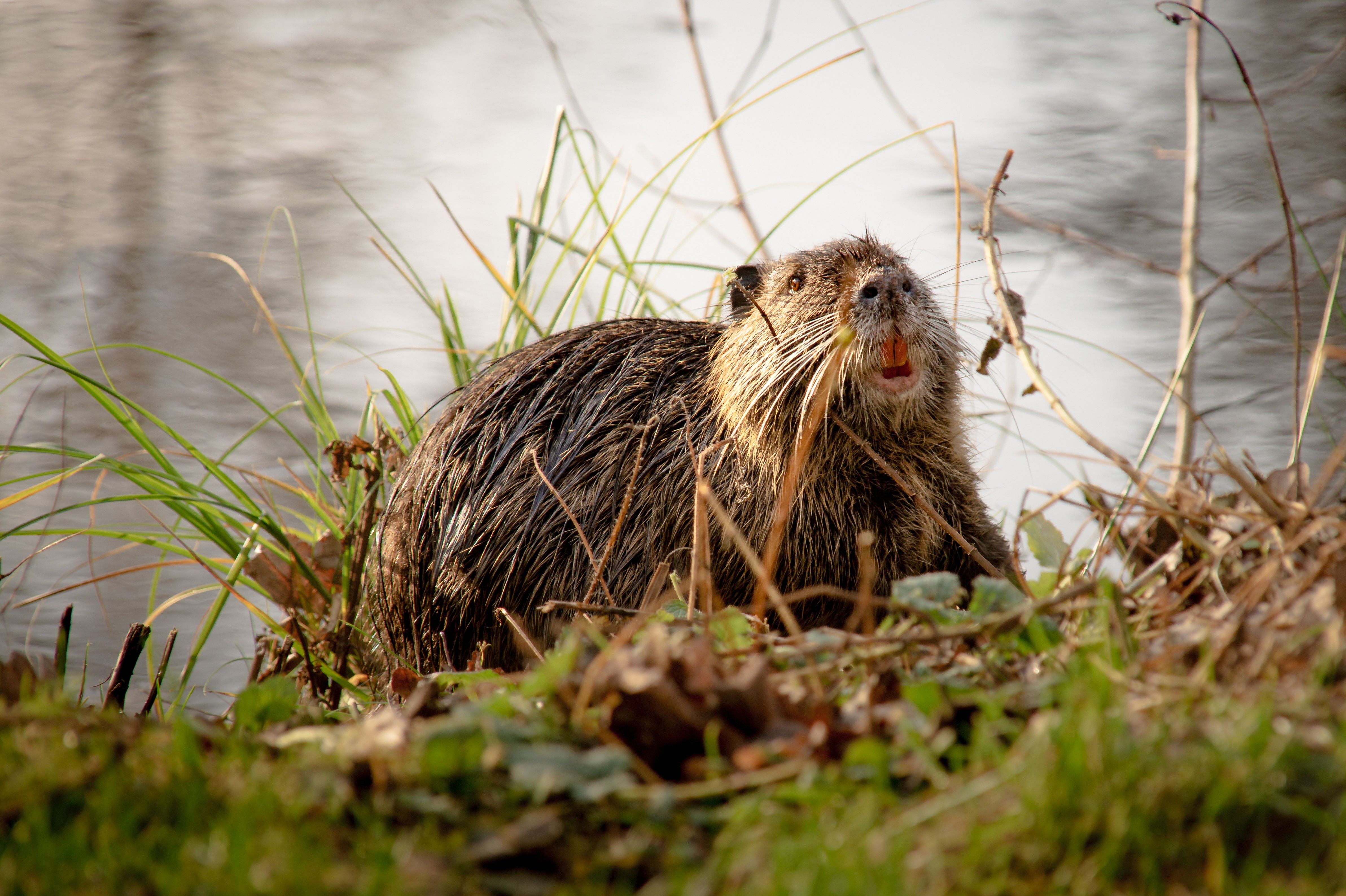 Beaver-engineered riverbeds store 14x the carbon of the forest soils around them