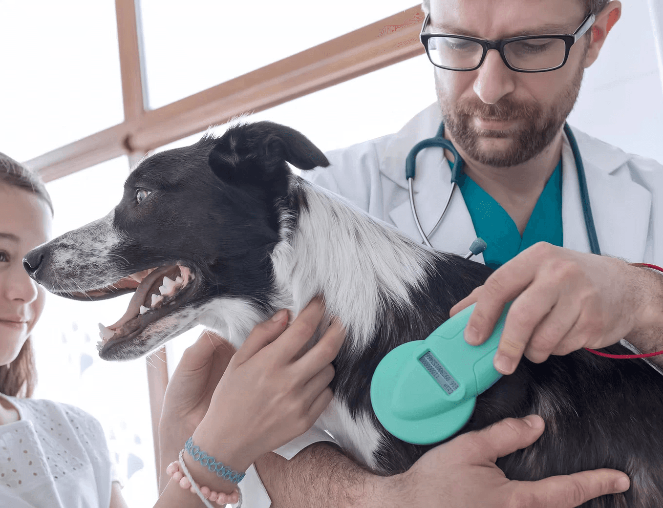 A veterinarian checking on a dog before administering vaccination