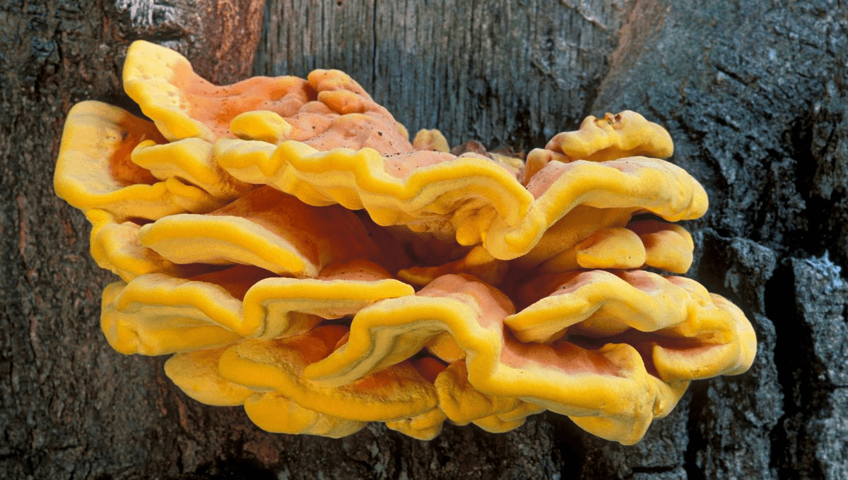 polypore champignon lignivore maladie arbre