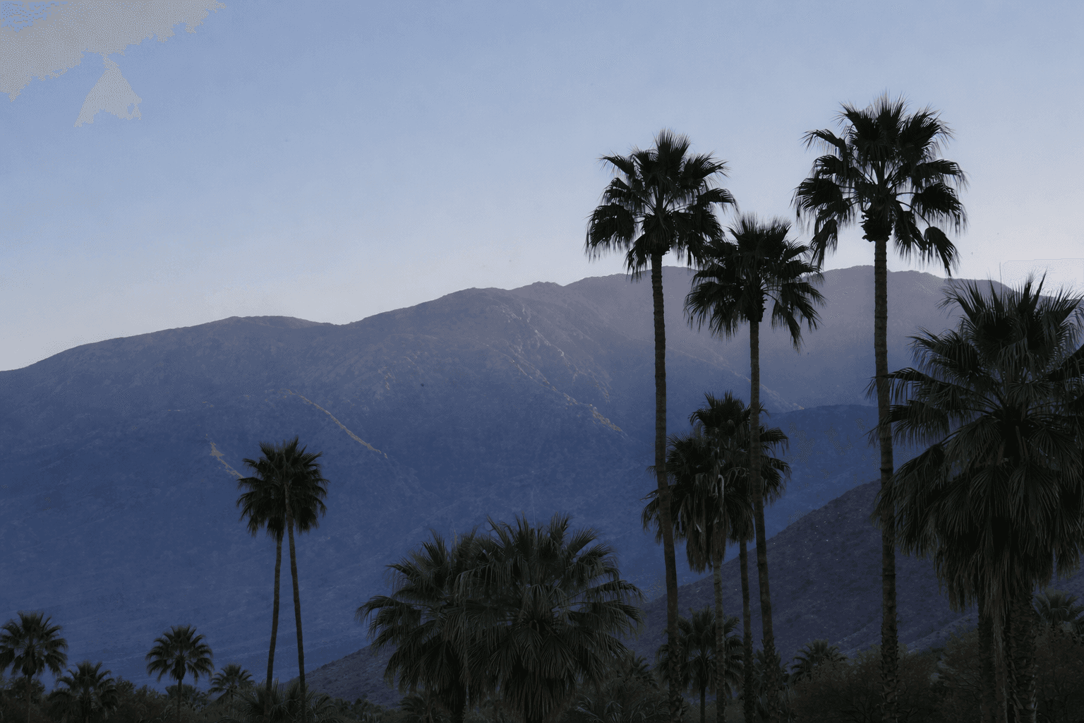 A bird sitting on top of a grass covered field