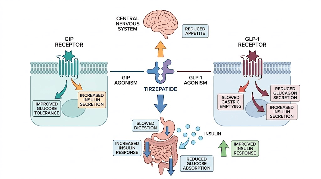 How tirzepatide dual GIP GLP-1 receptor agonist works in the body
