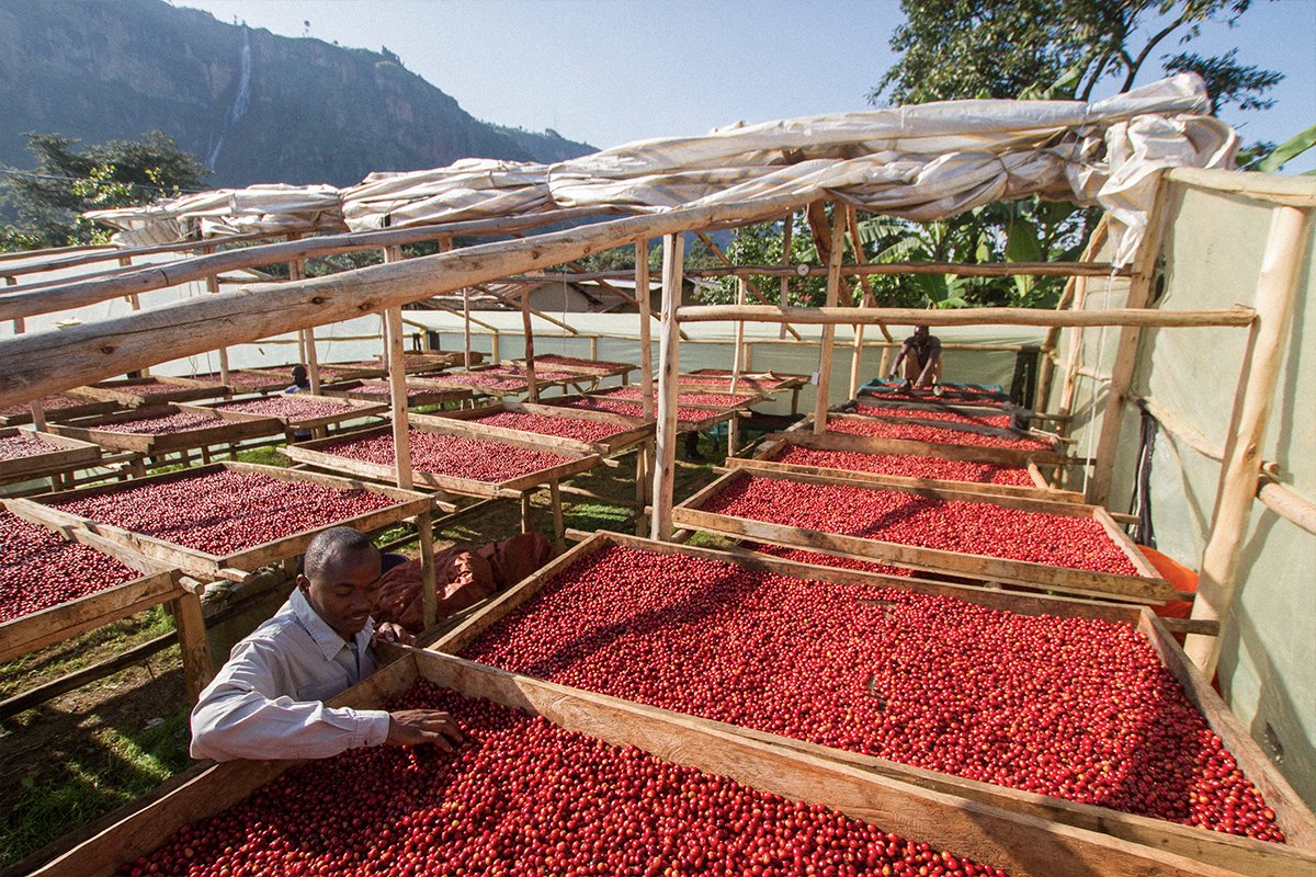 red and green coffee cherries