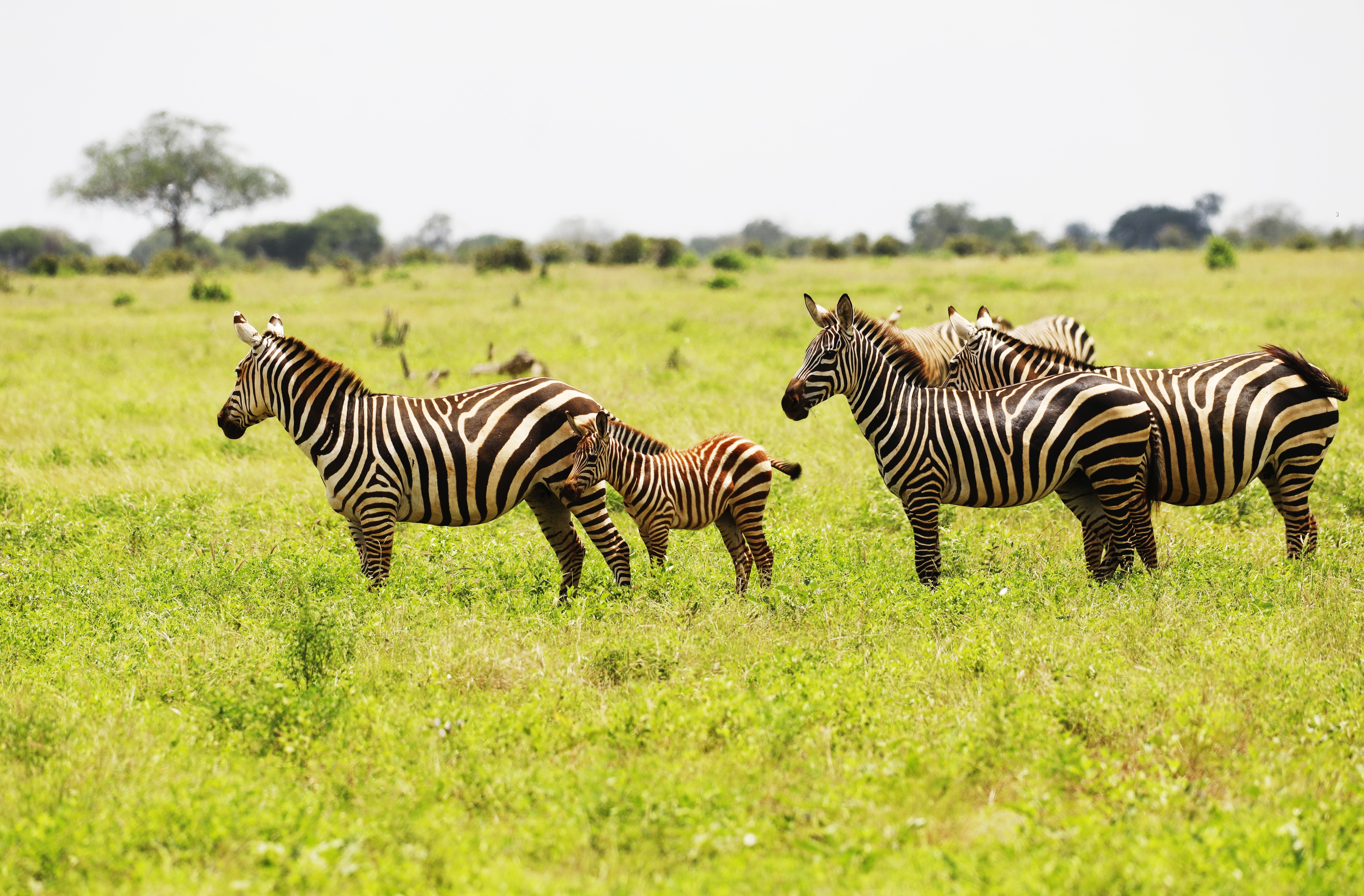 zebras grazing