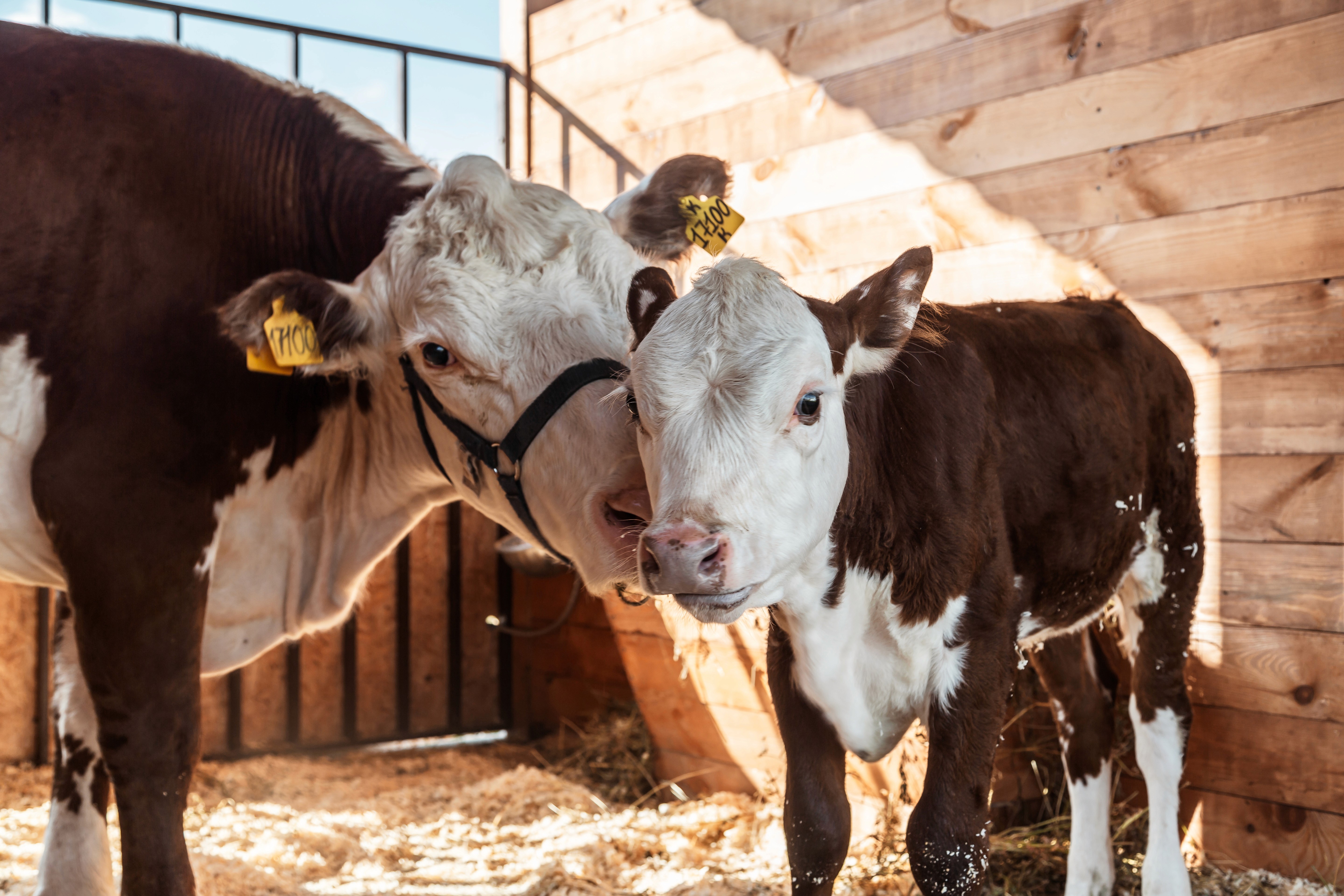 A brown and white cow nuzzles a calf inside a wooden enclosure with scattered straw on the floor, illuminated by warm sunlight.