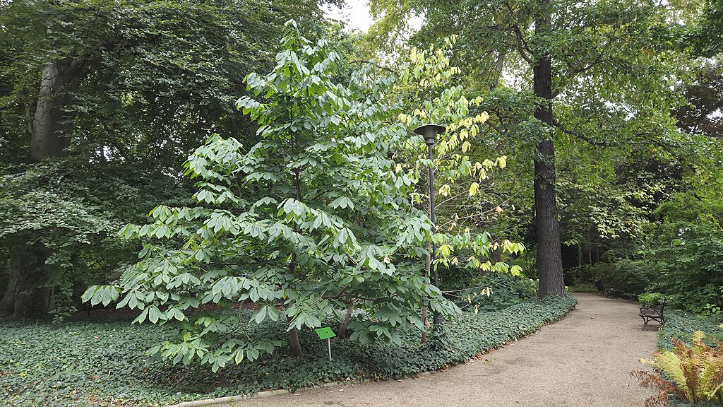 Group of students processing acorns together during a foraging class, representing shared learning and scholarship.