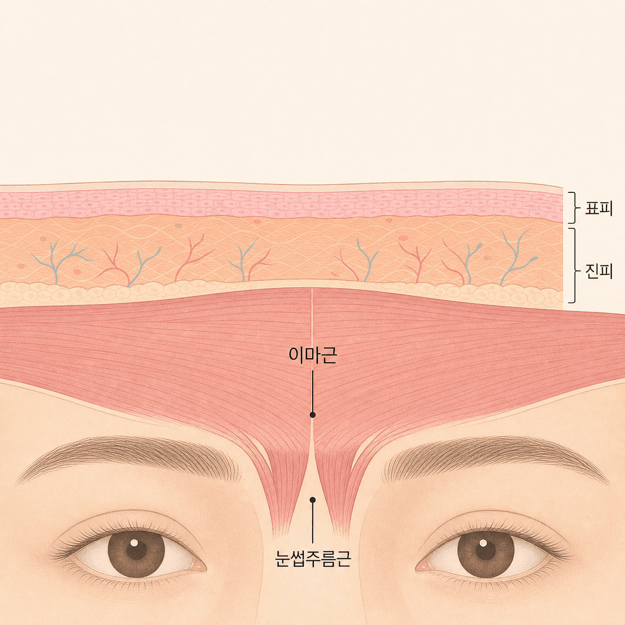 이마근과 눈썹주름근 — 표정 주름이 생기는 자리