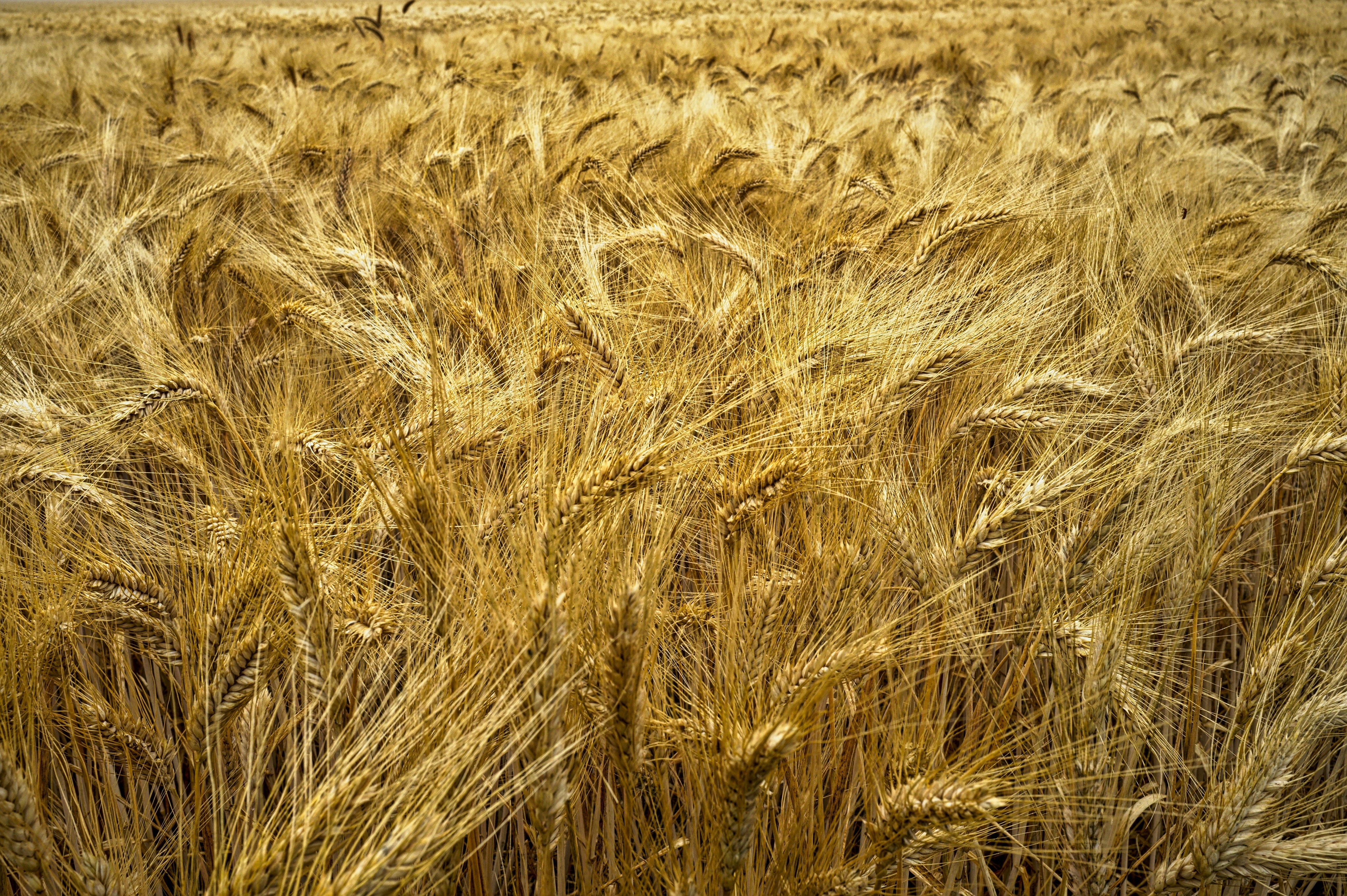 Organic Wheat Field 