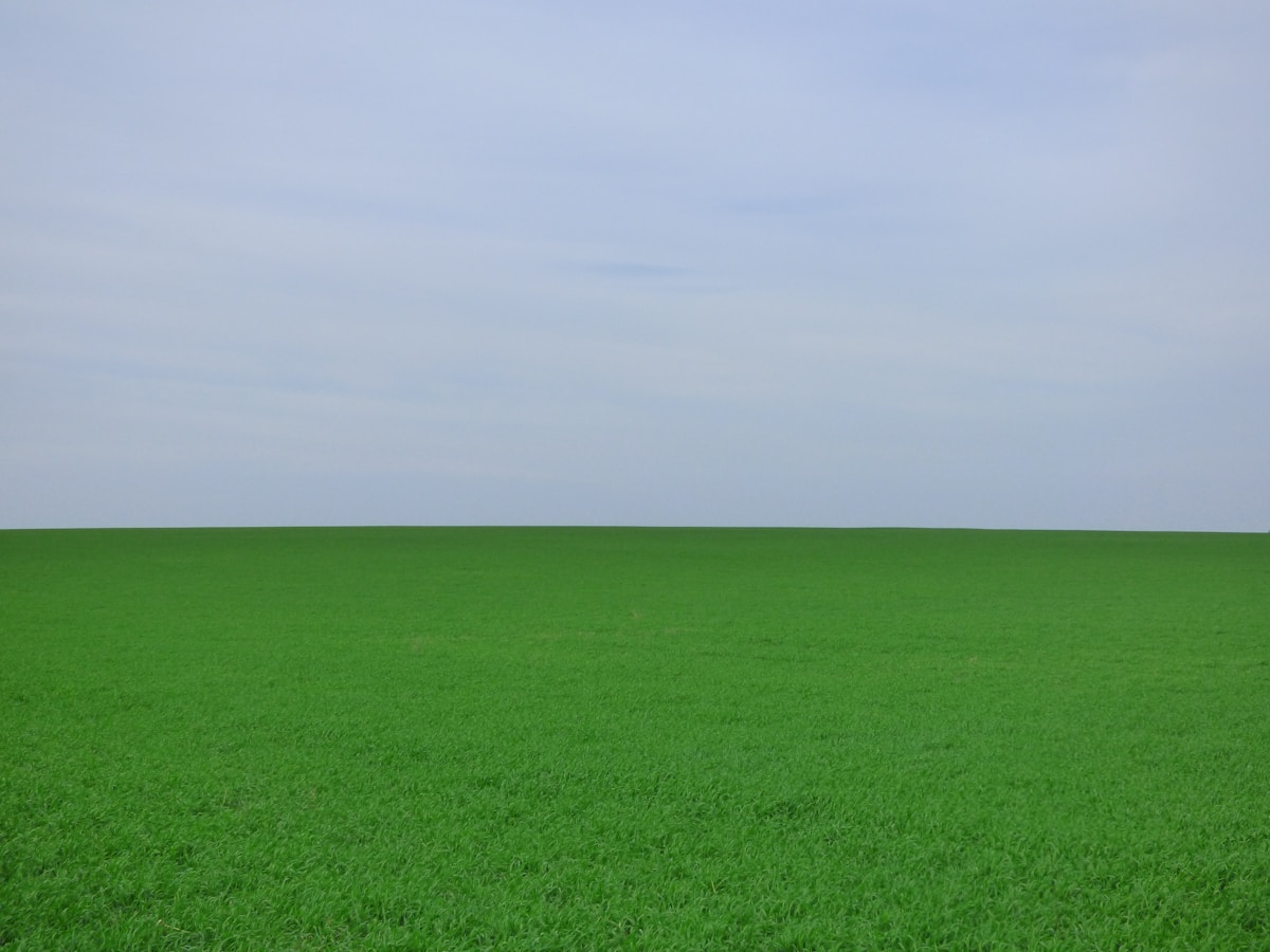 green grass field under white sky during daytime