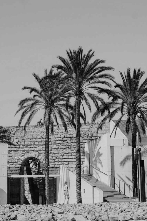 Luxury palm tree waterfront in Palma de Mallorca - Mediterranean island paradise