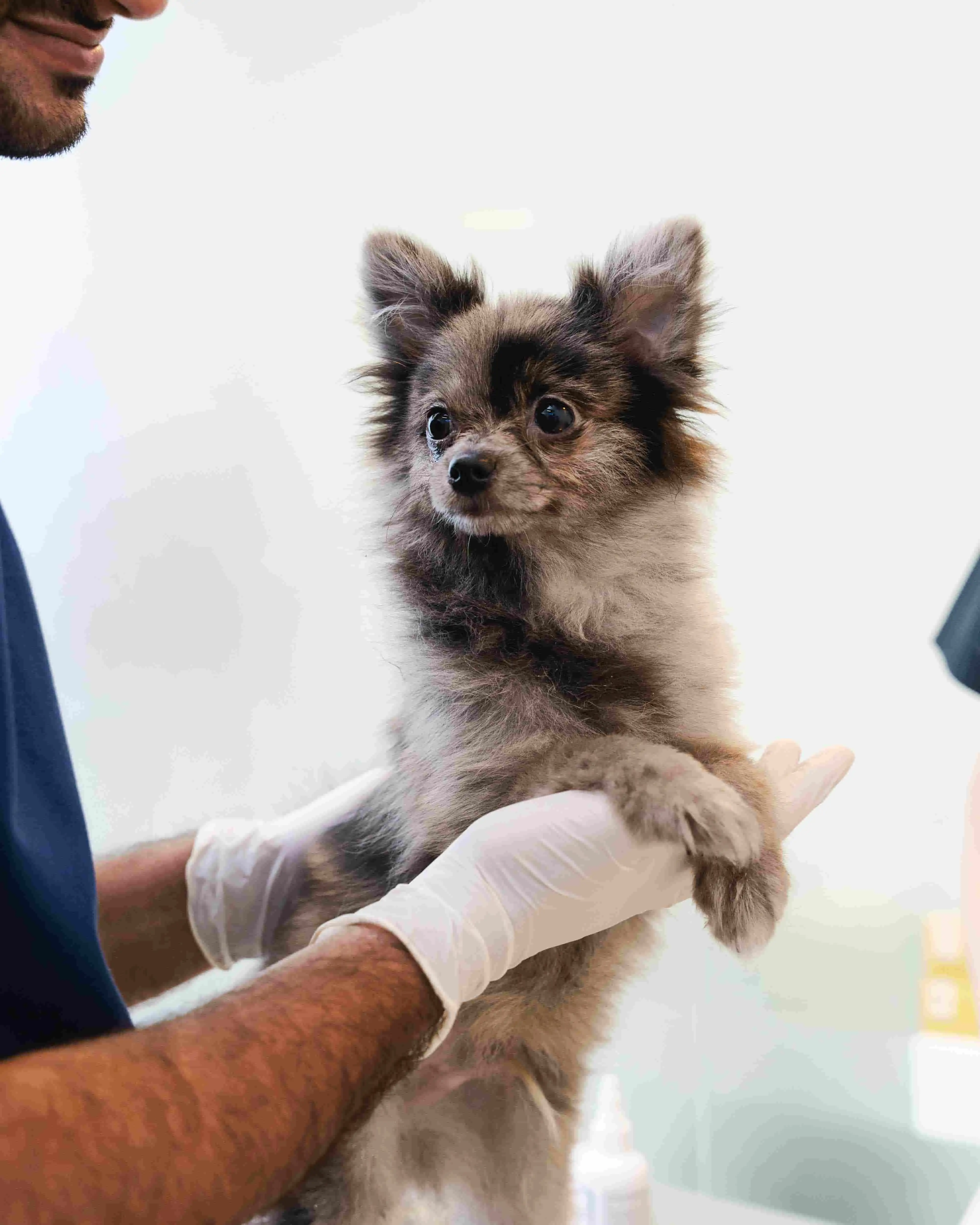 A dog is being gently held by a vet with white gloves.