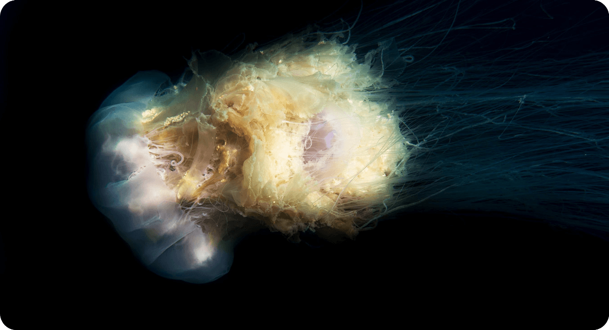 an image showing jelly fish flowing