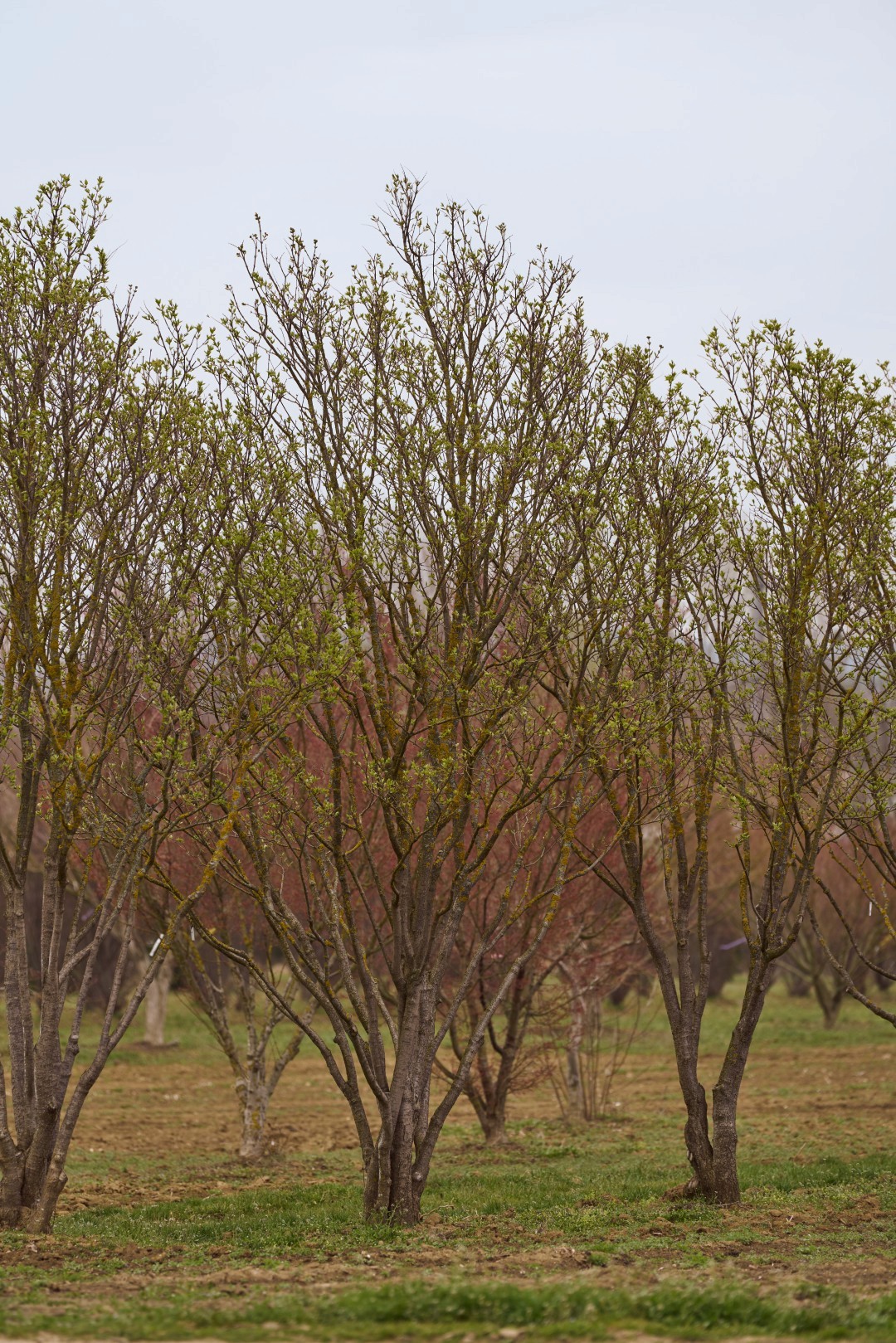 Syringa ‘Ivory Silk’ mit mehrstämmigem Wuchs, aufrechter Krone und frischem, hellgrünem Laubaustrieb.