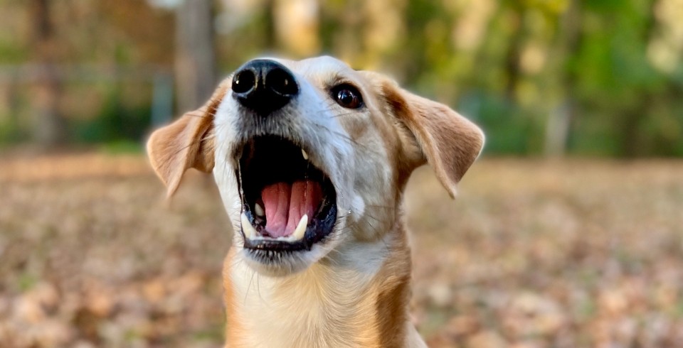 Perro comida