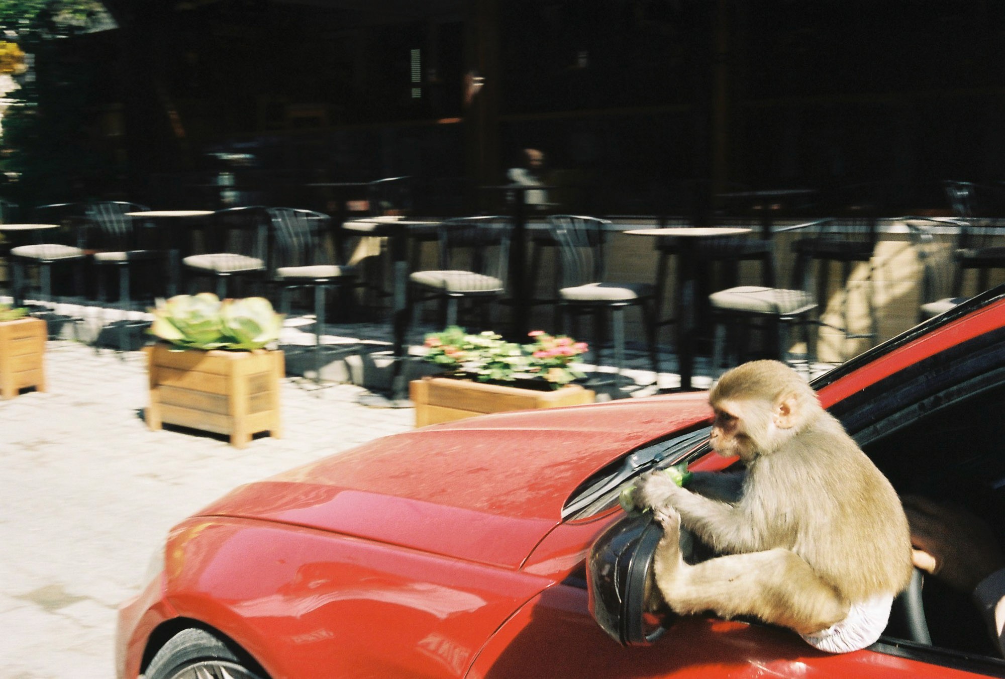 A monkey is sitting on the side mirror of a red car parked in an outdoor cafe area, holding a piece of greenery in its hands.