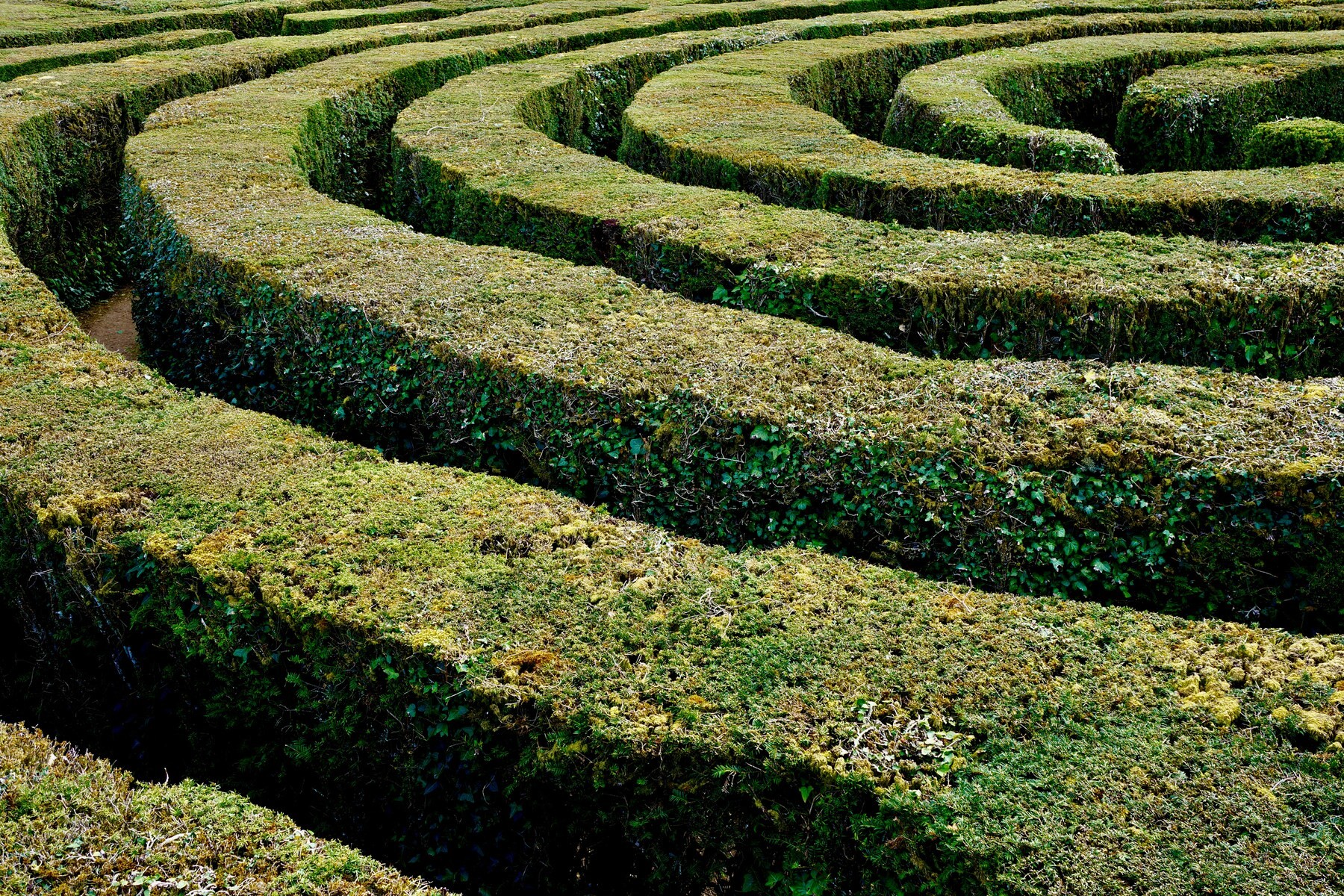 A picture of a maze
