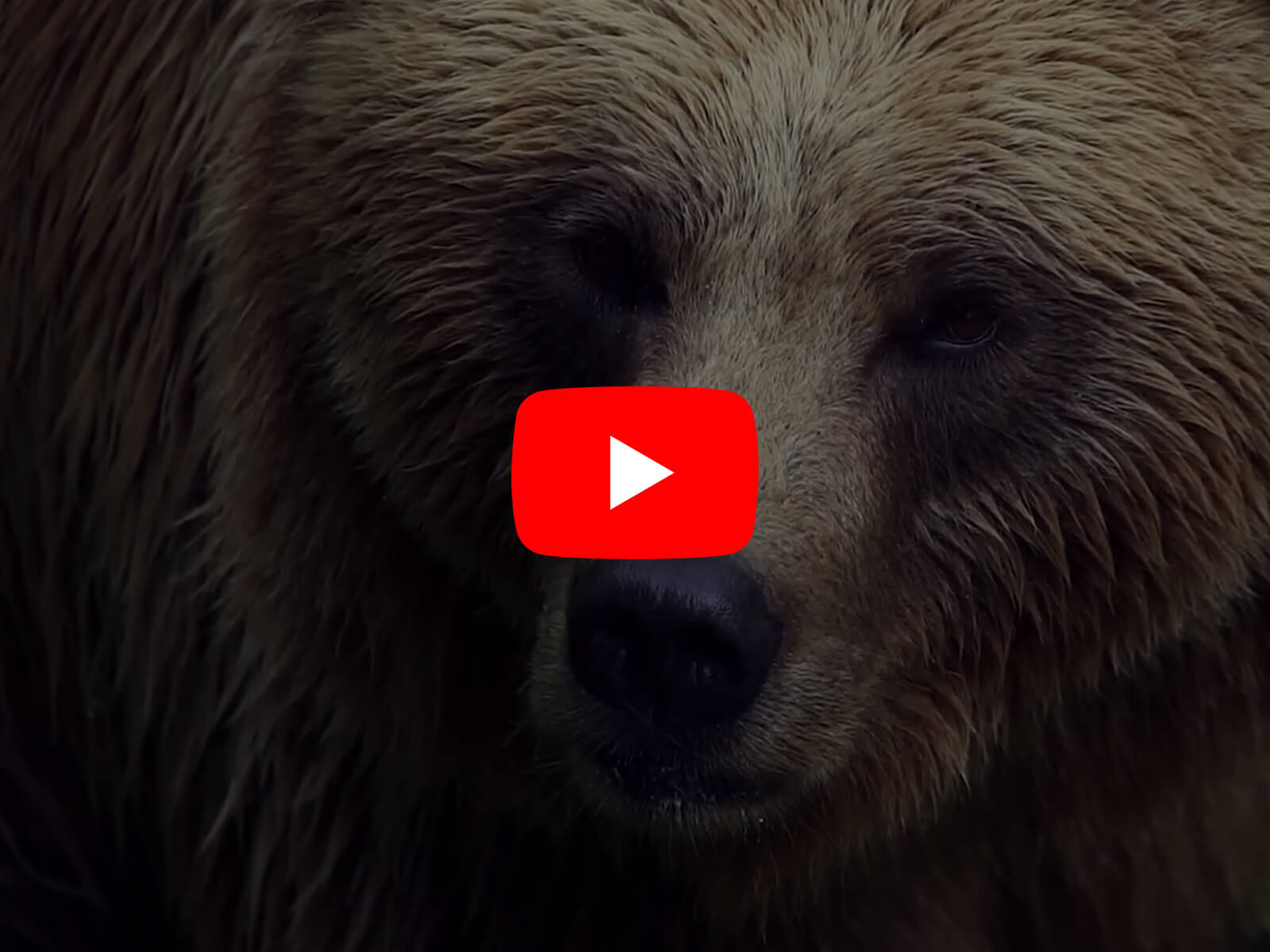 Capture d'écran du component Framer YouTube Fit Cover