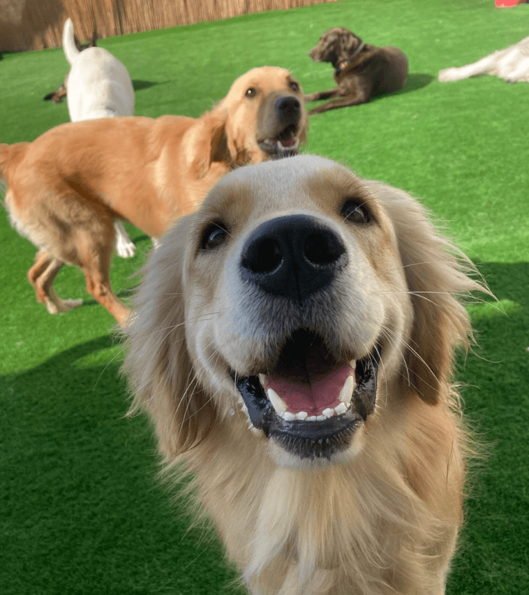 A cheerful golden retriever shows off its bright teeth after a dog dental cleaning.