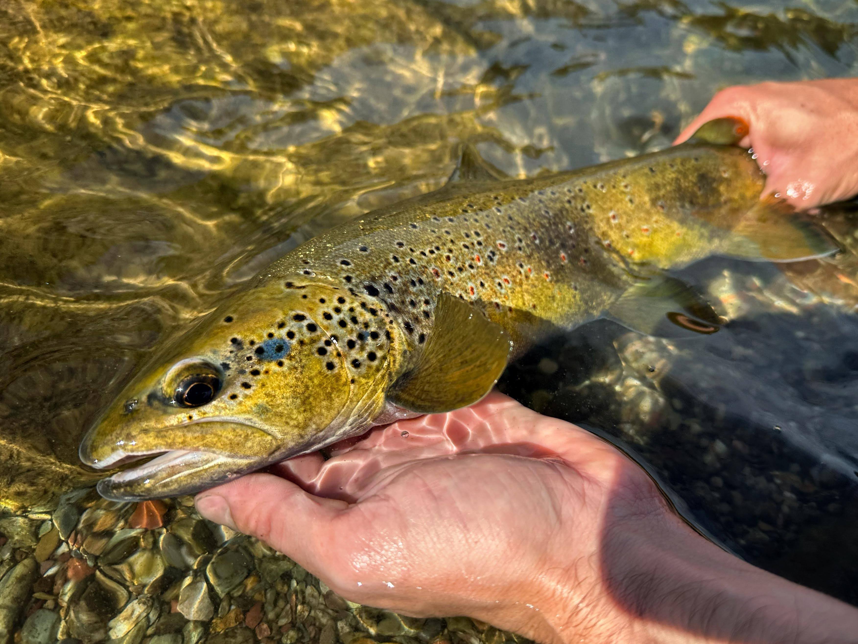 Mediterranean trout fly fishing Barcelona: Close-up of a wild Mediterranean trout with black stripes and vivid autumnal colors.
