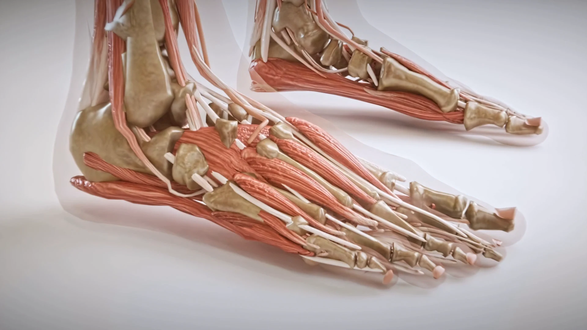 Anatomical foot visualisation from the film