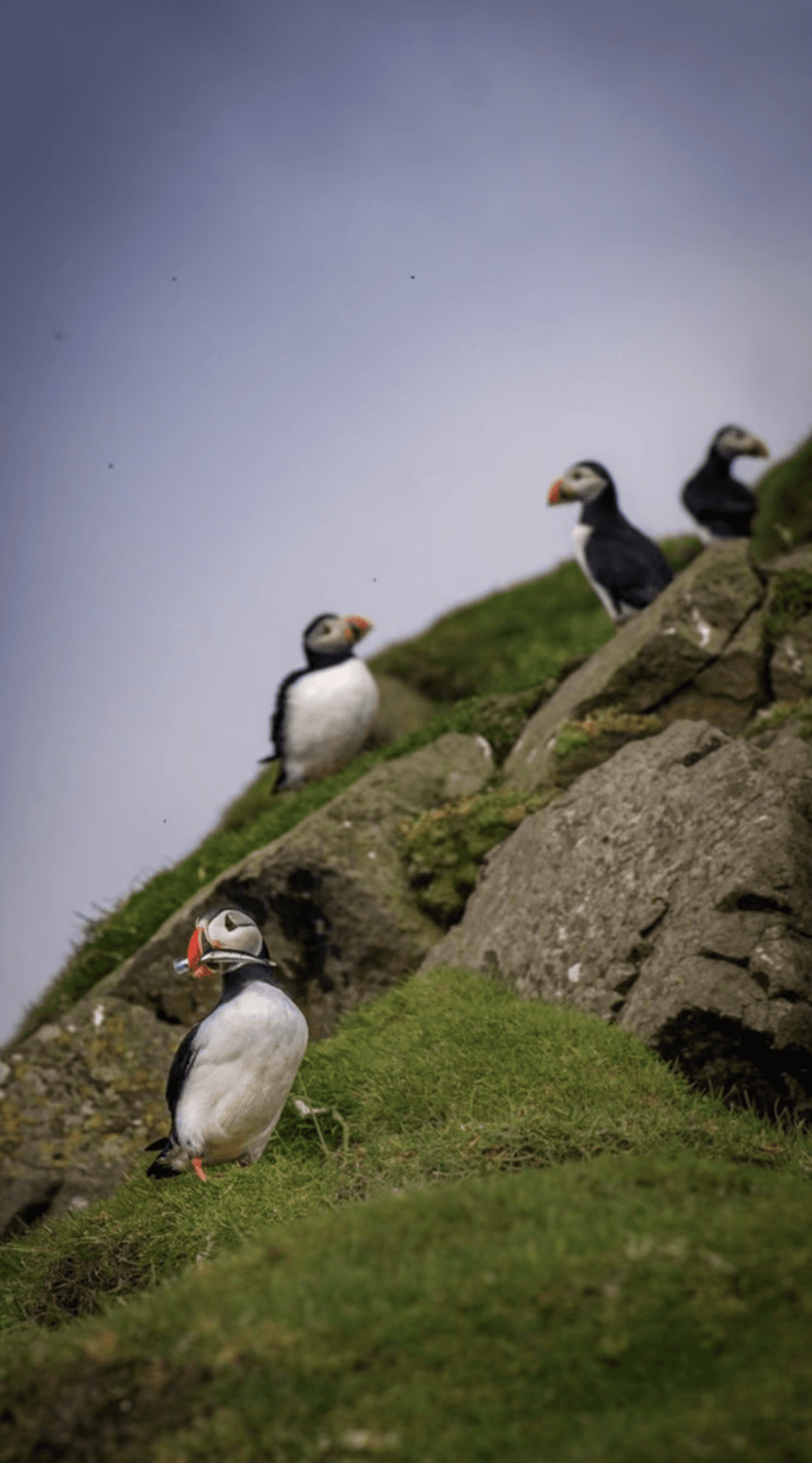 faroe islands, 2018