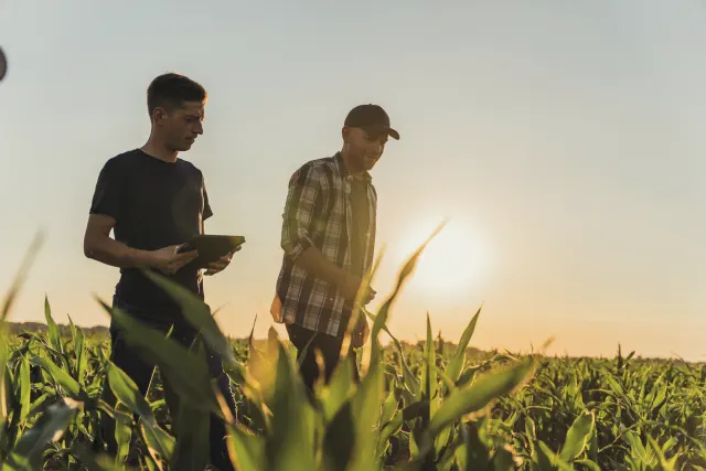 Dos trabajadores autónomos revisando una tablet entre cultivos de maíz al atardecer, ejemplo de profesionales que necesitan un seguro de vida adaptado