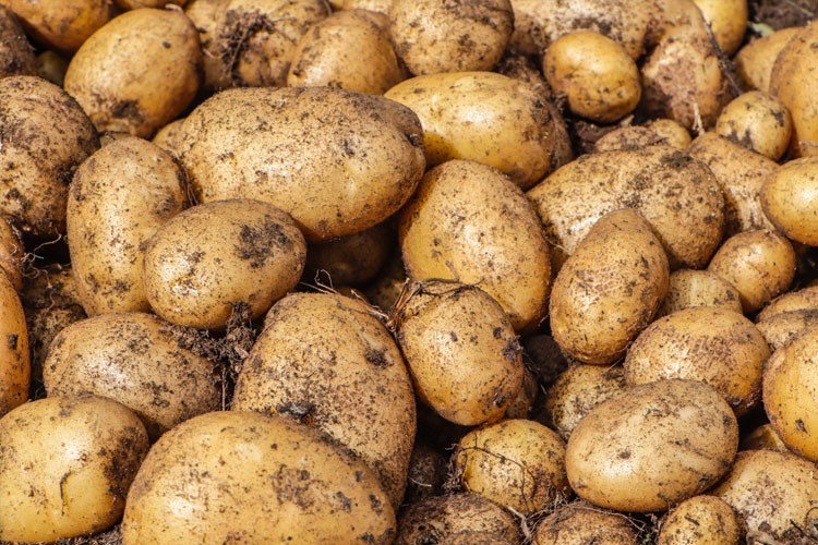 Freshly harvested potatoes with soil still attached piled together