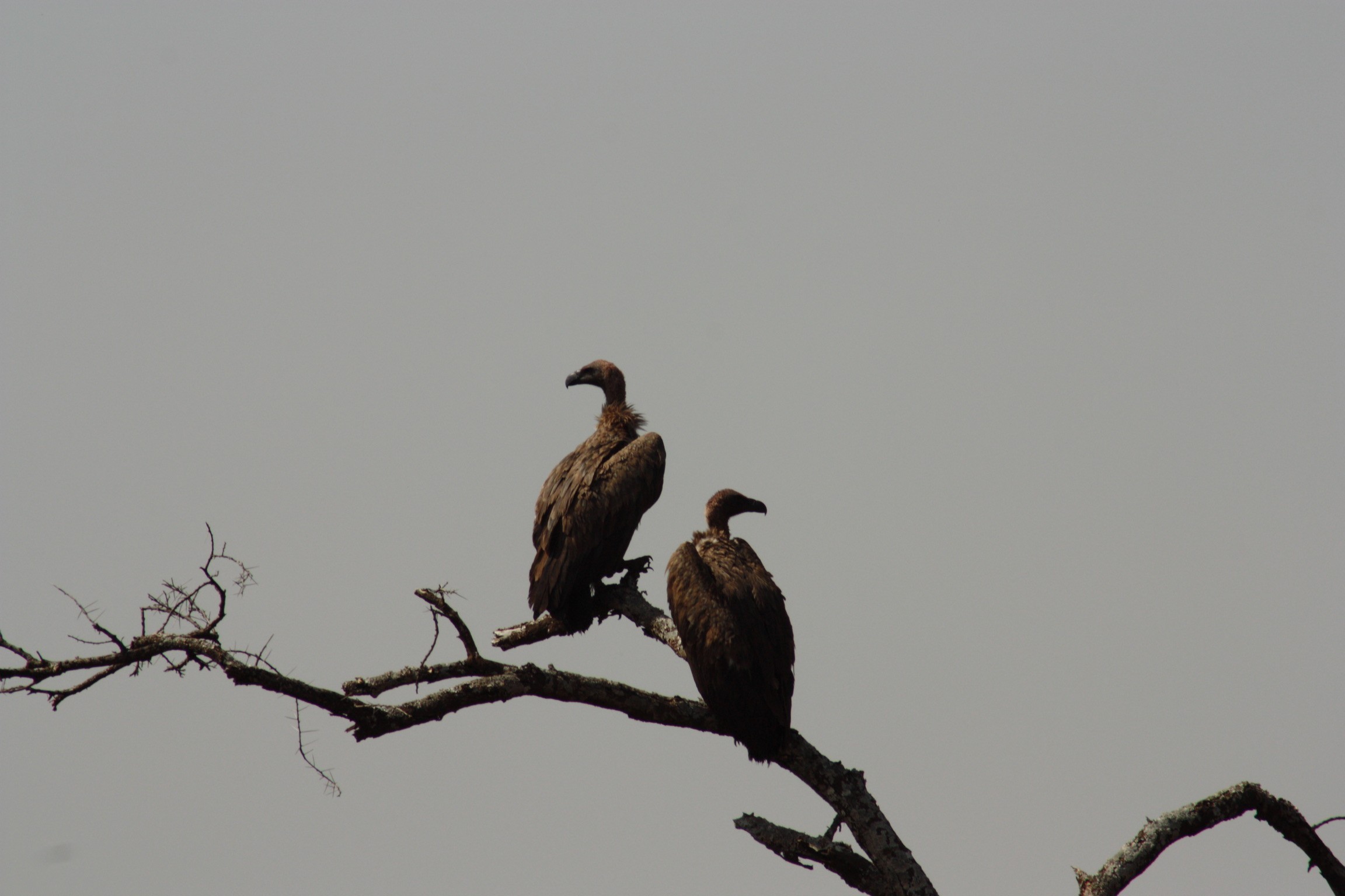 Vultures waiting their turn