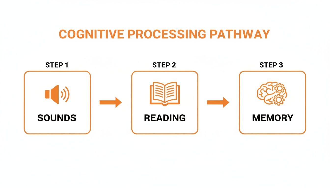 Diagram illustrating the cognitive processing pathway from sounds to reading and ultimately to memory.