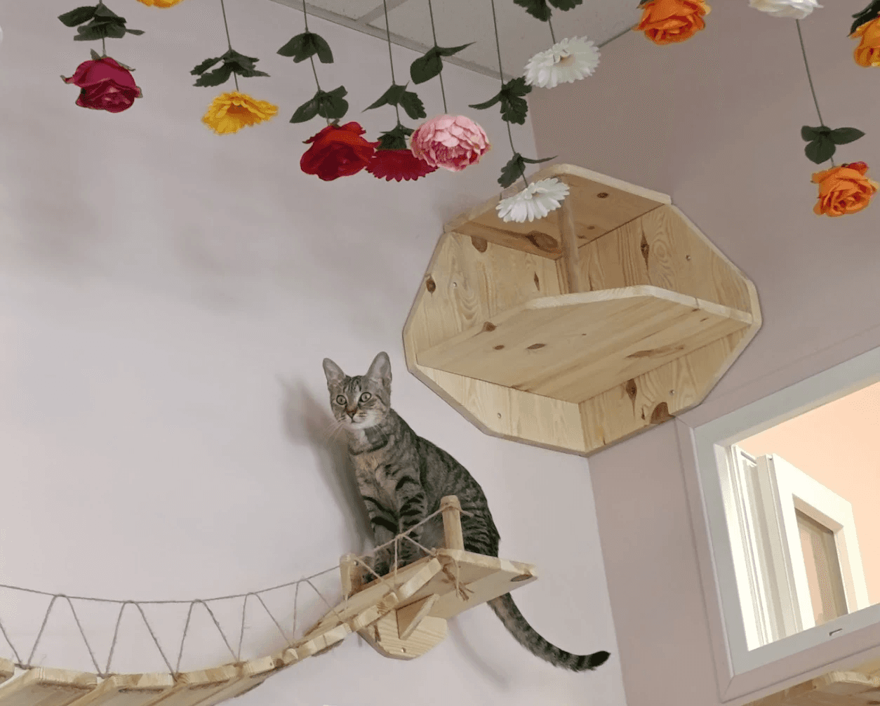 chat-gris-salon-interieur