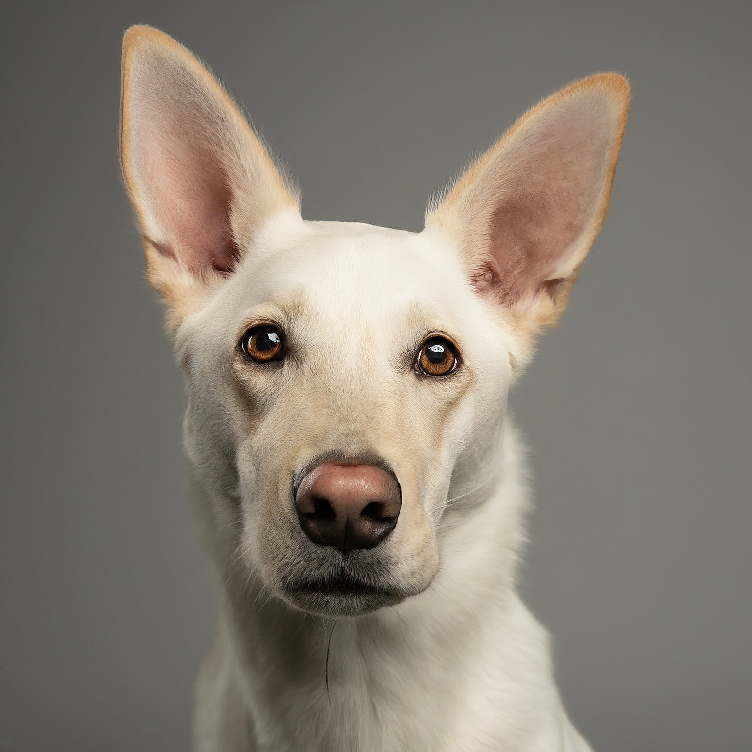 BUDDYUNO, Canaan Dog