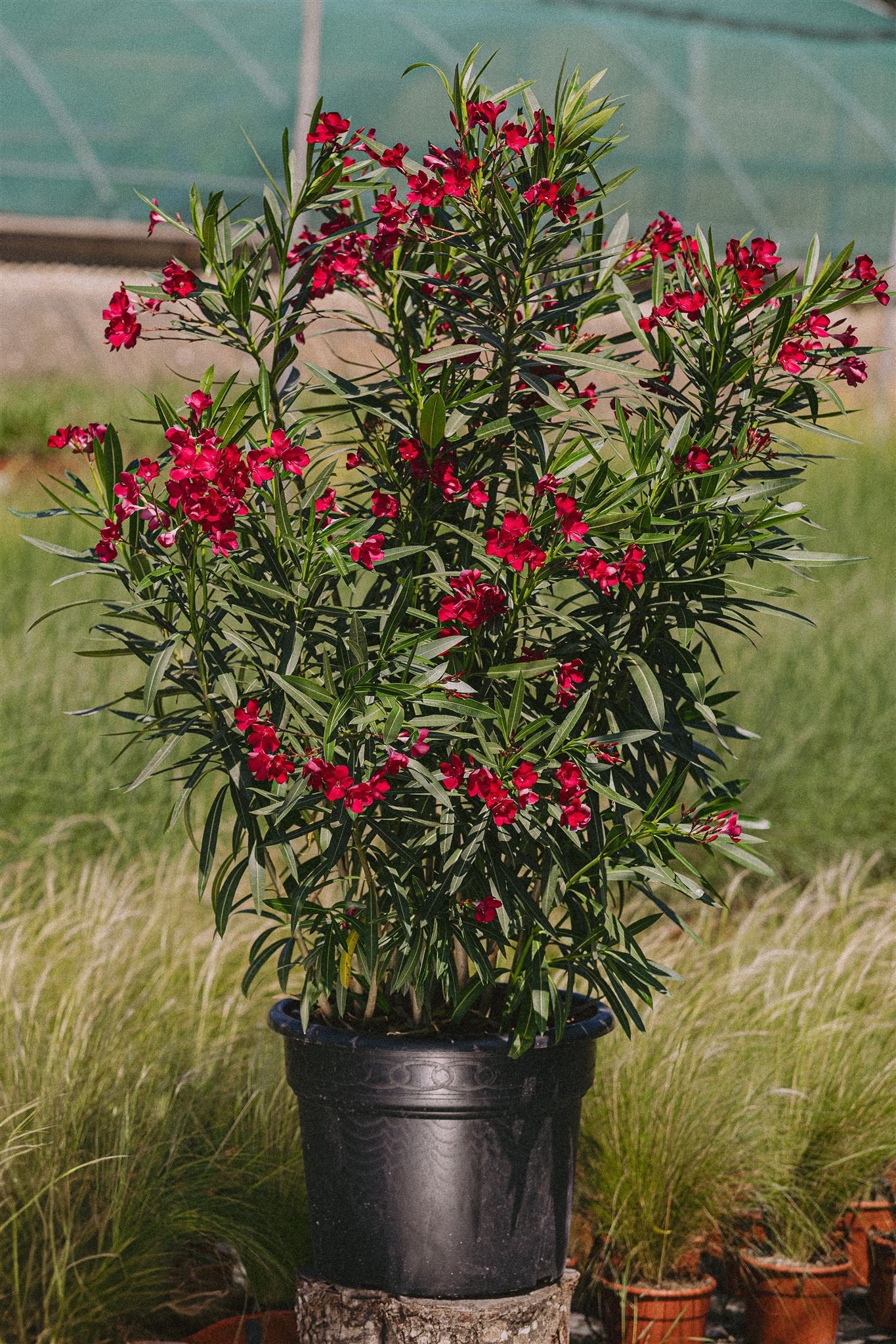 Nerium oleander Eiviss Garden