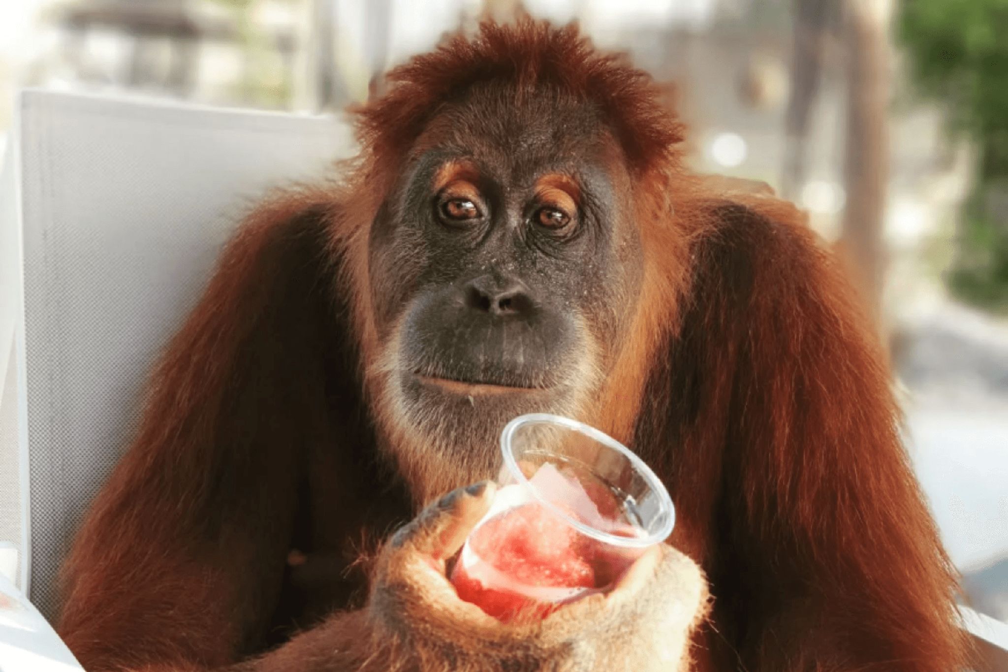 An orangutan holding a clear plastic cup with a red drink. 