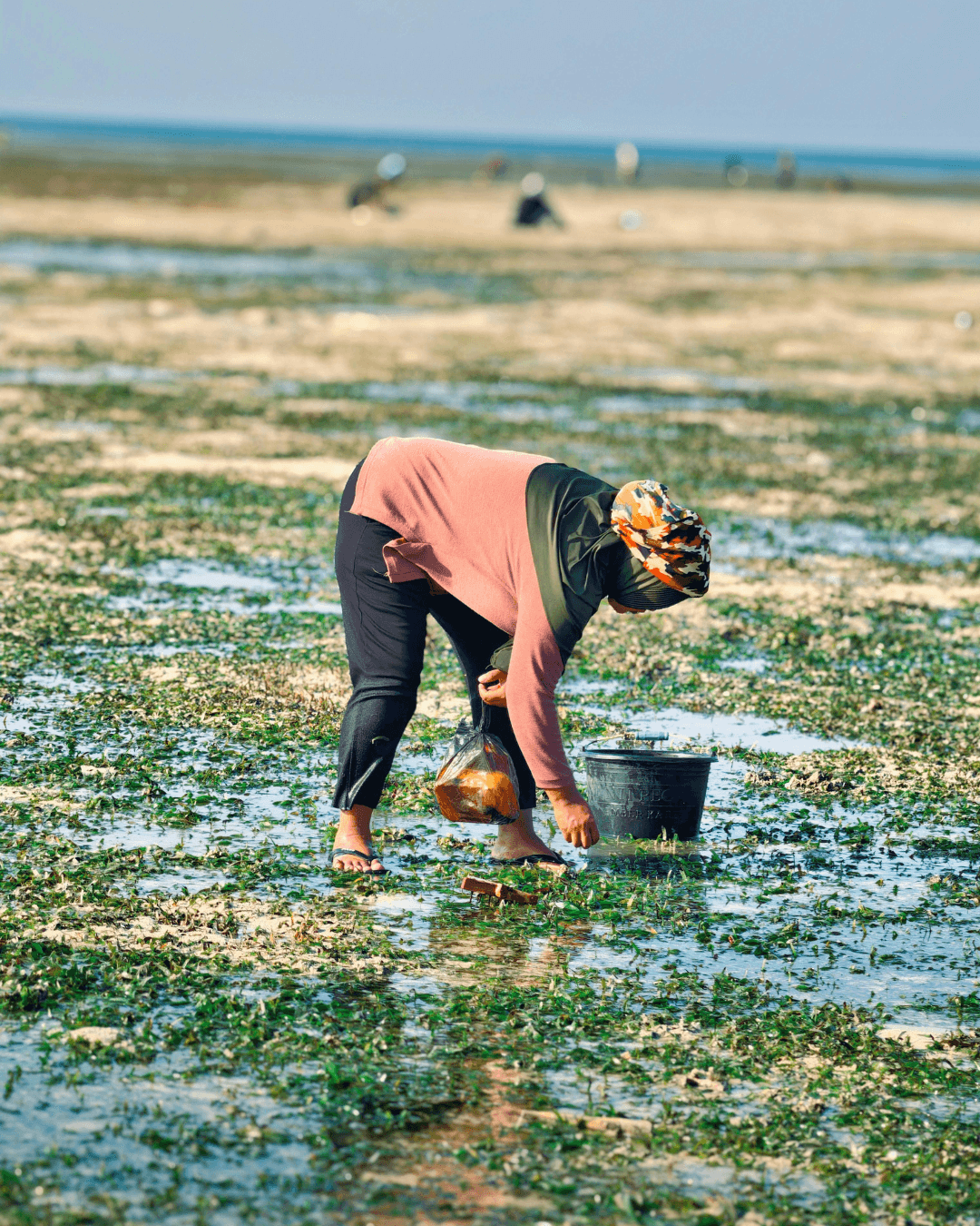 an elephant in the wild