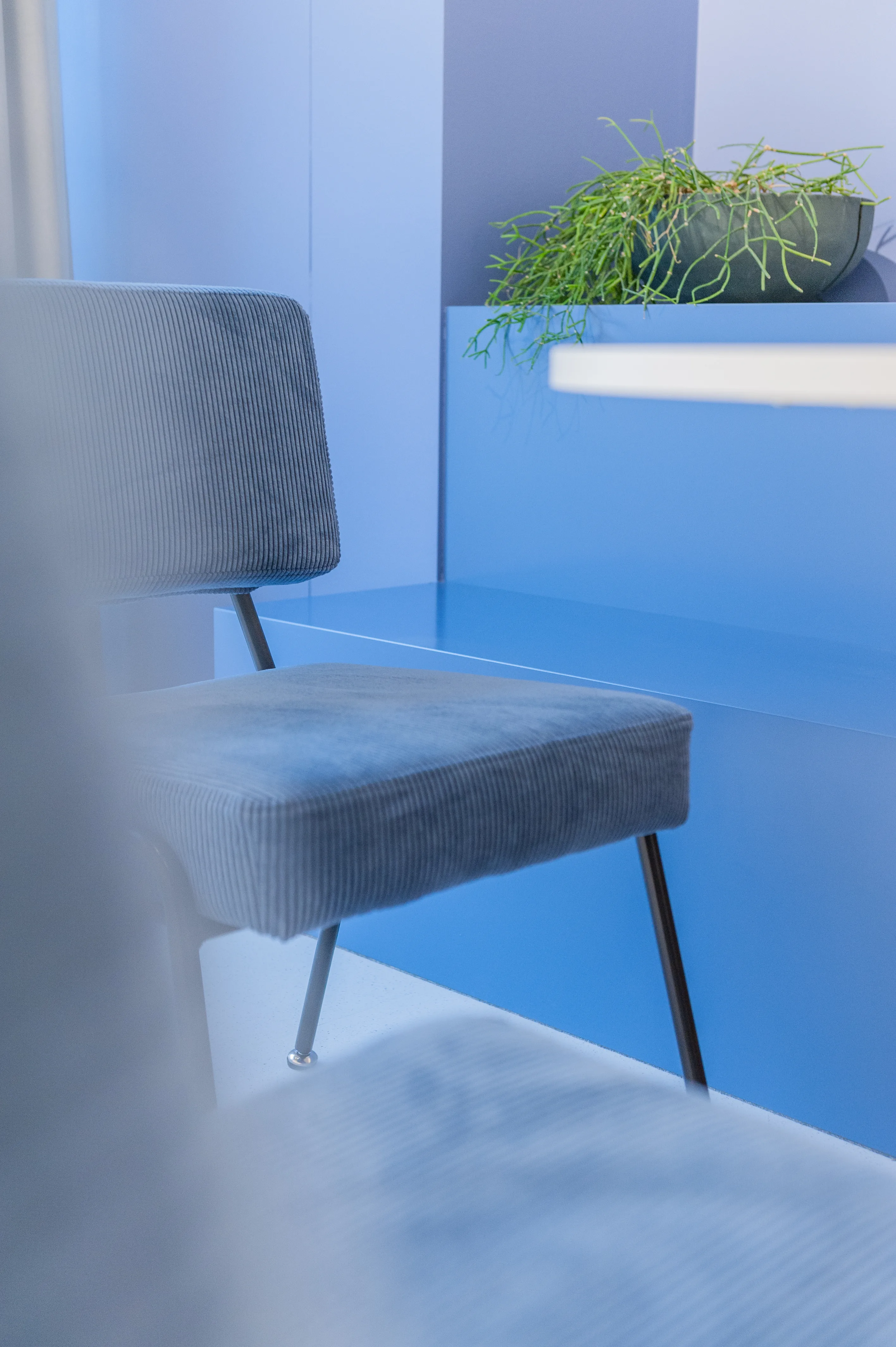 Detail of a dusty-blue corduroy chair with black legs at ZENLOOP in an all-blue niche with a glossy blue counter and a bowl of trailing succulents.